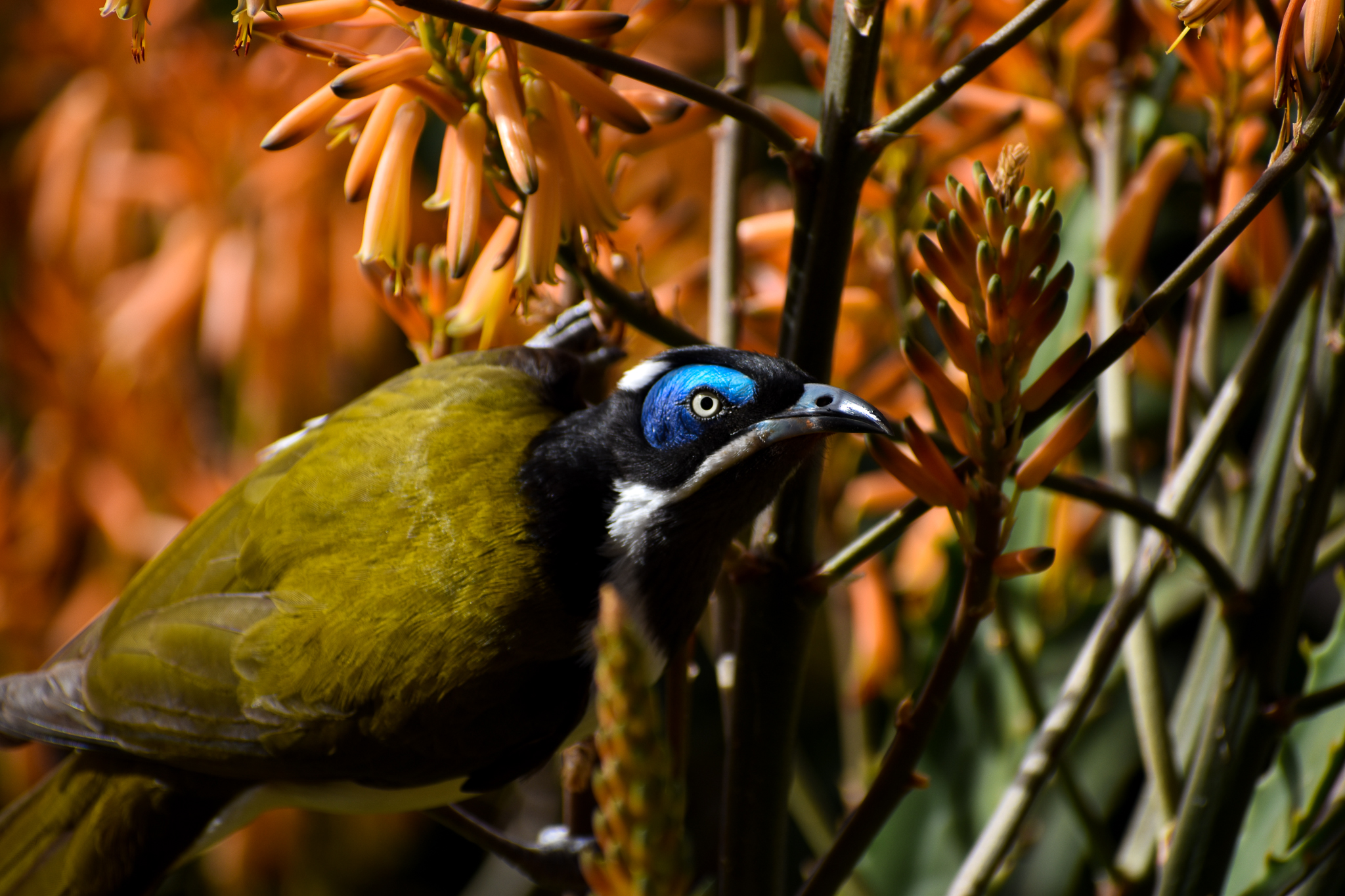 wild - Blue-faced Honeyeater (Entomyzon cyanotis)