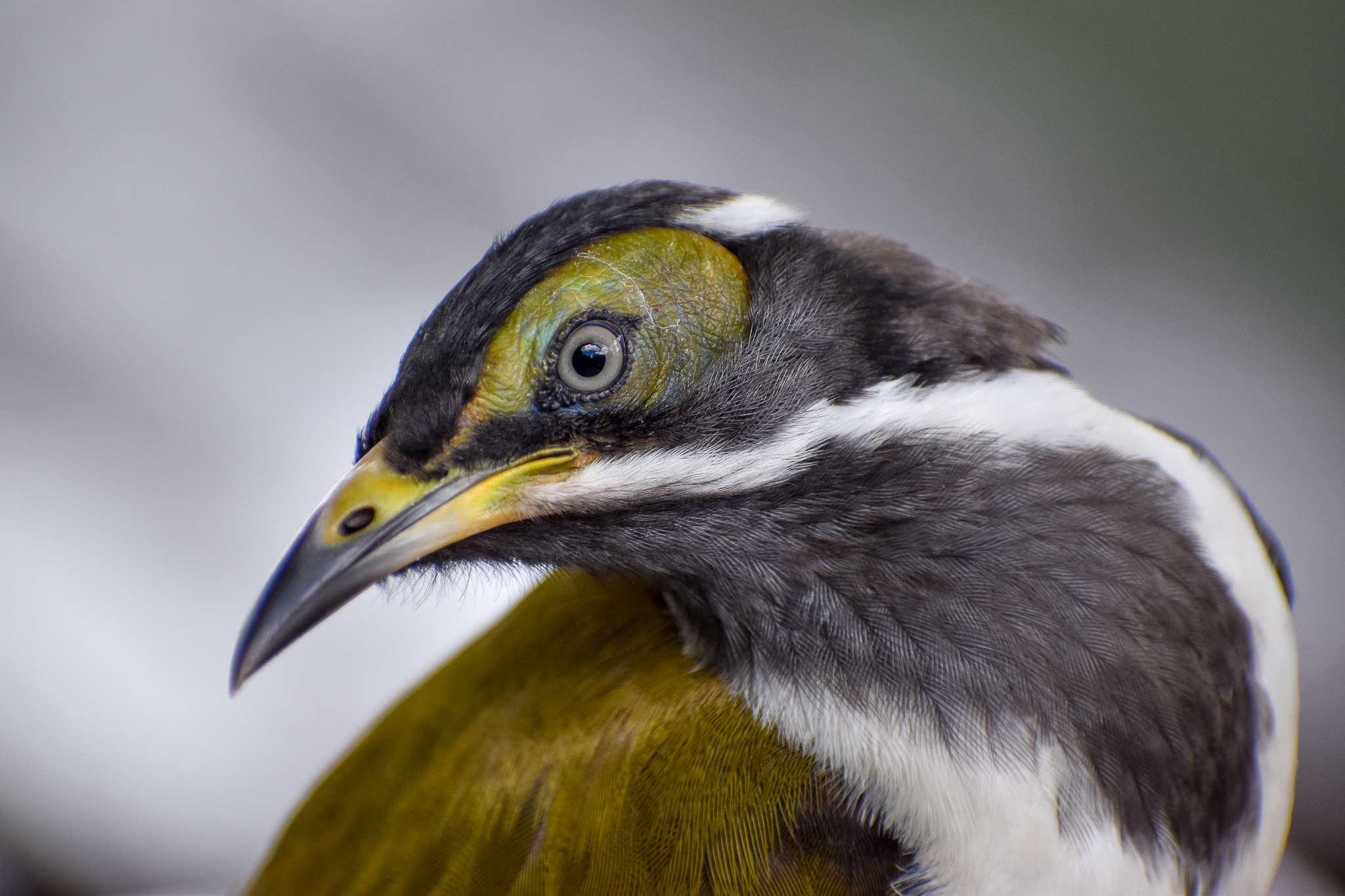 wild - Blue-faced Honeyeater (Entomyzon cyanotis)