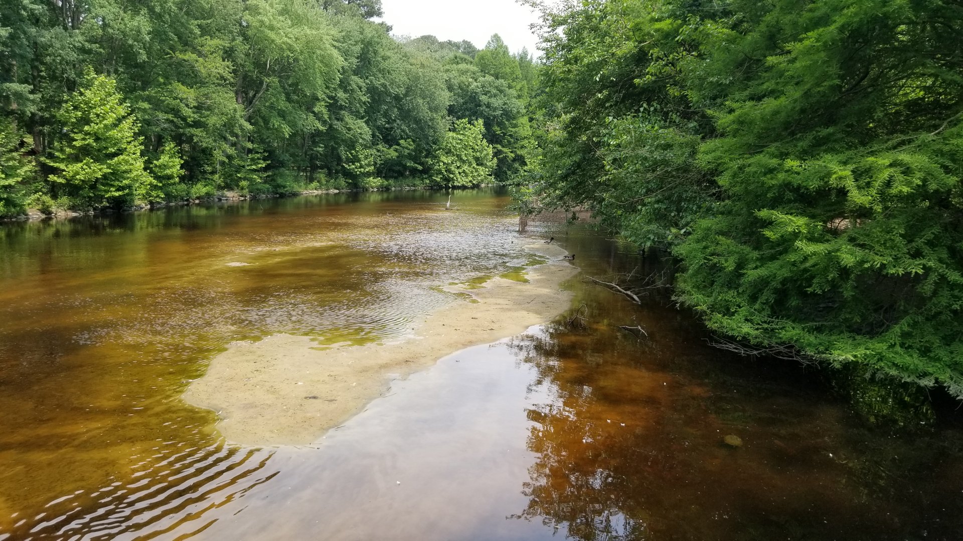 Wild blue heron in waterway