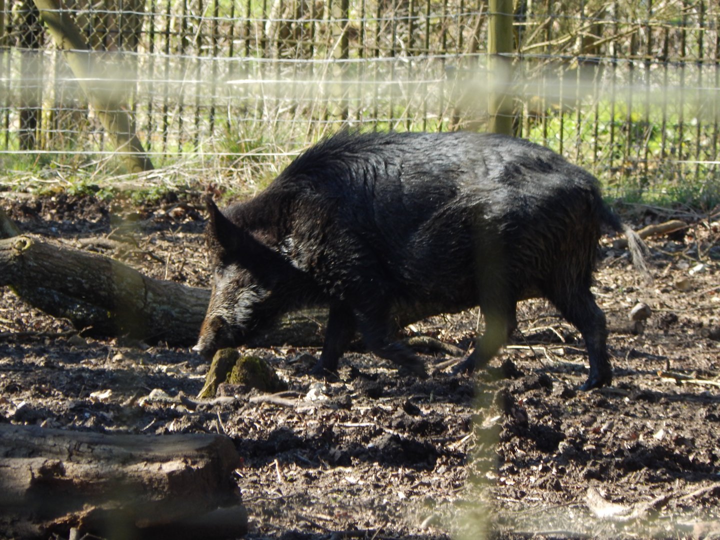 Wild boar 190322