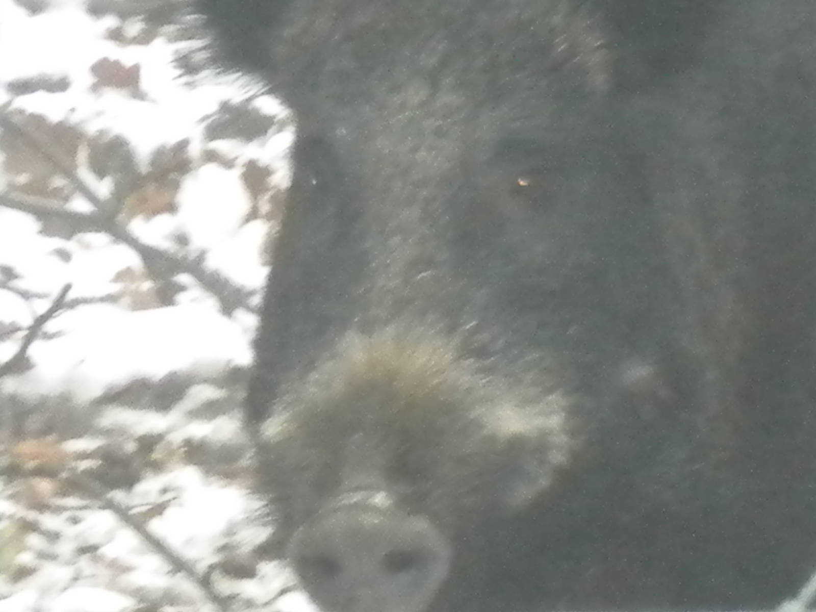 Wild Boar-27/12/10.