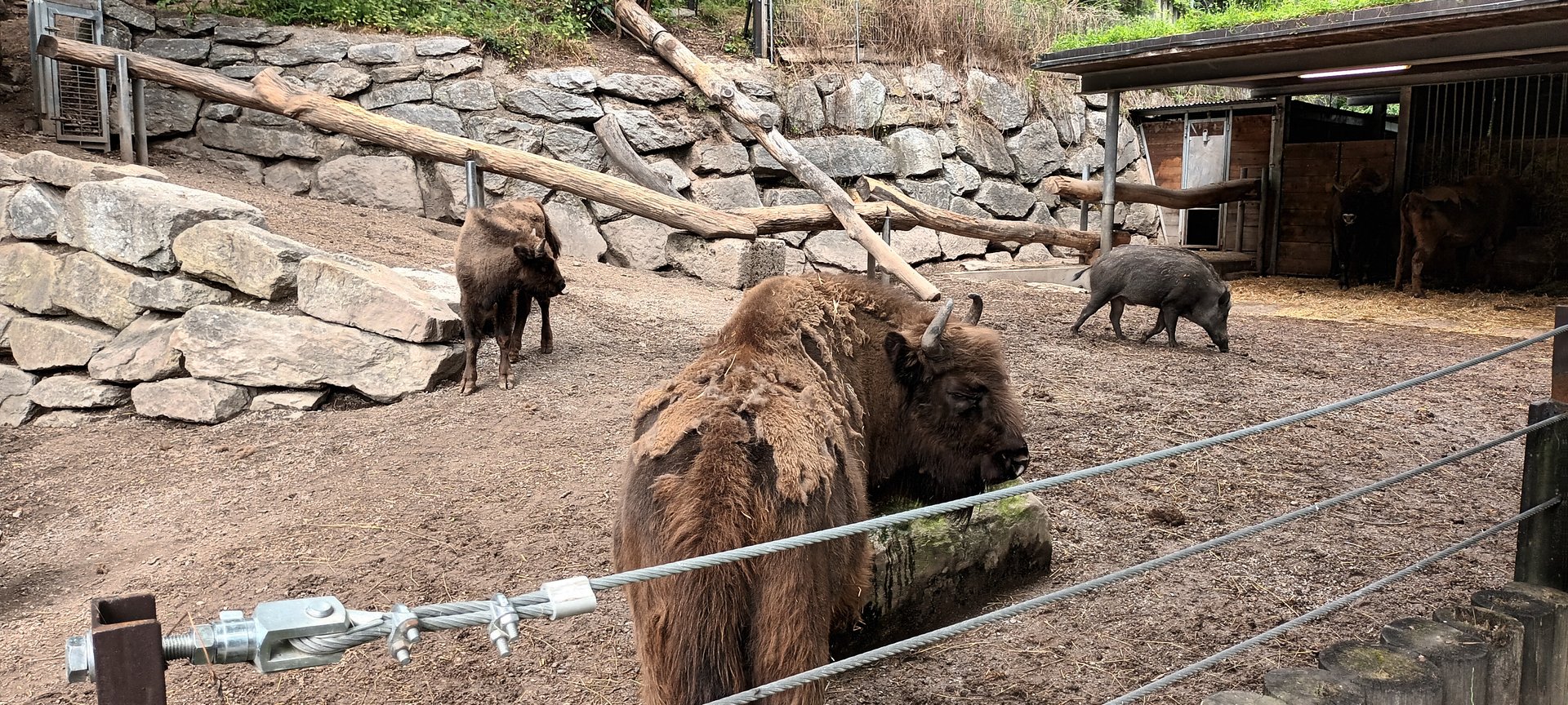 Wild Boar and Bisons
