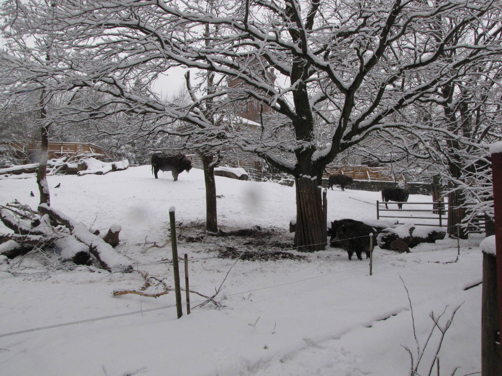 Wild boar and european bison at Skansen