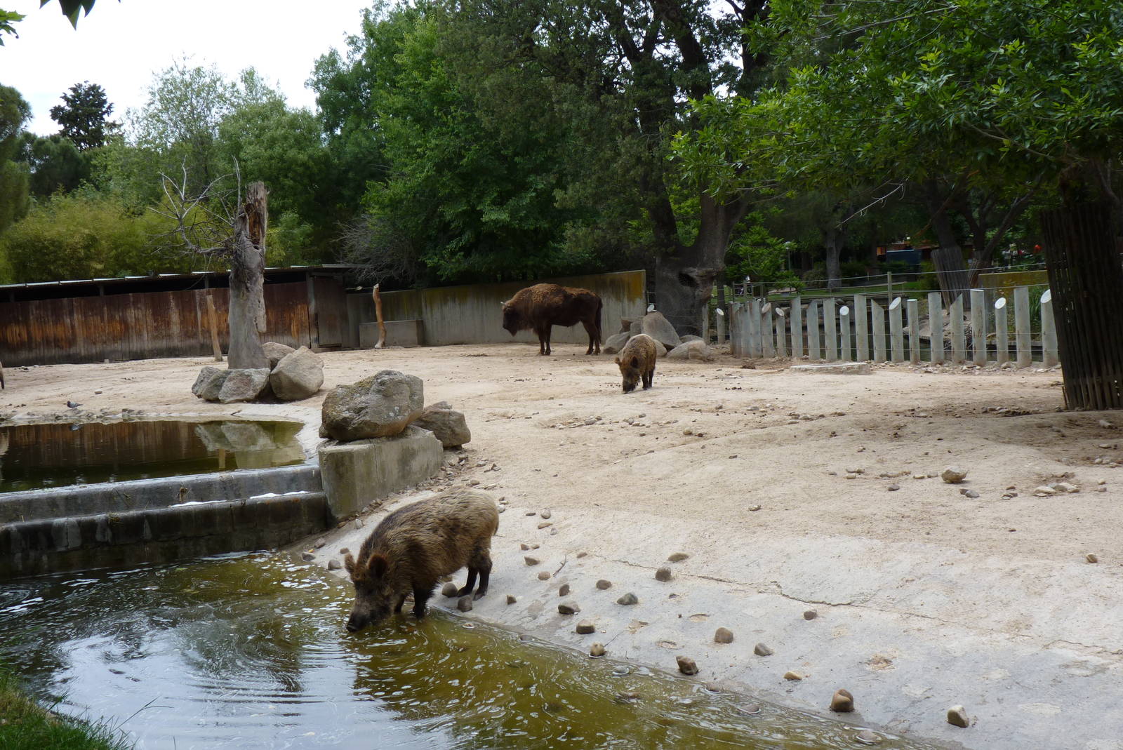 Wild Boar and European Bison, June 2013