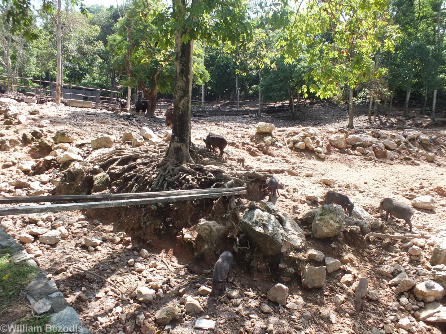 Wild Boar and Gaur Enclosure