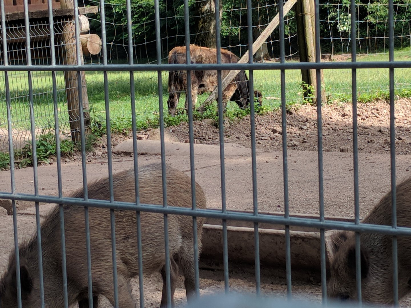 Wild Boar and Heck Cattle Calf
