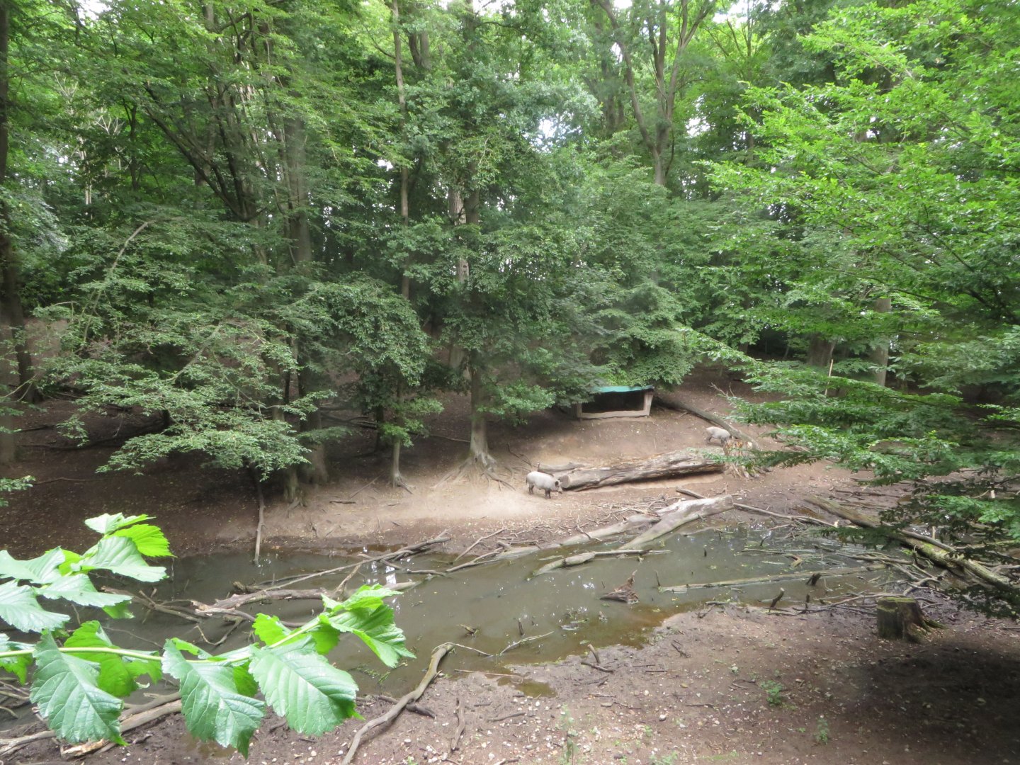 Wild Boar and Roe Deer enclosure