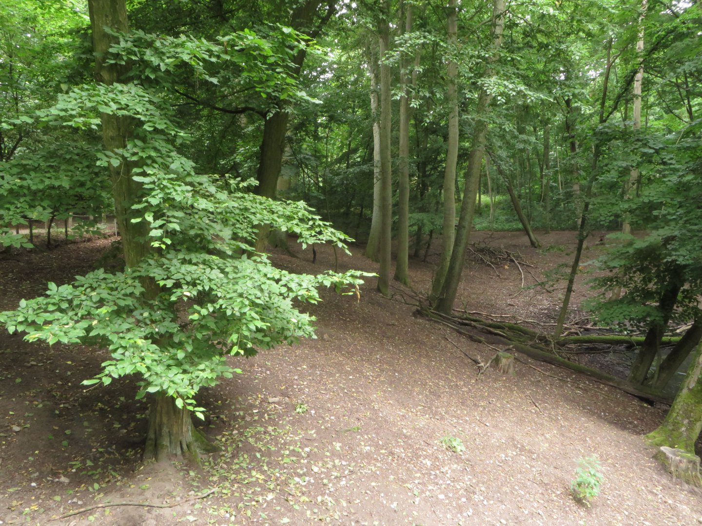 Wild Boar and Roe Deer enclosure