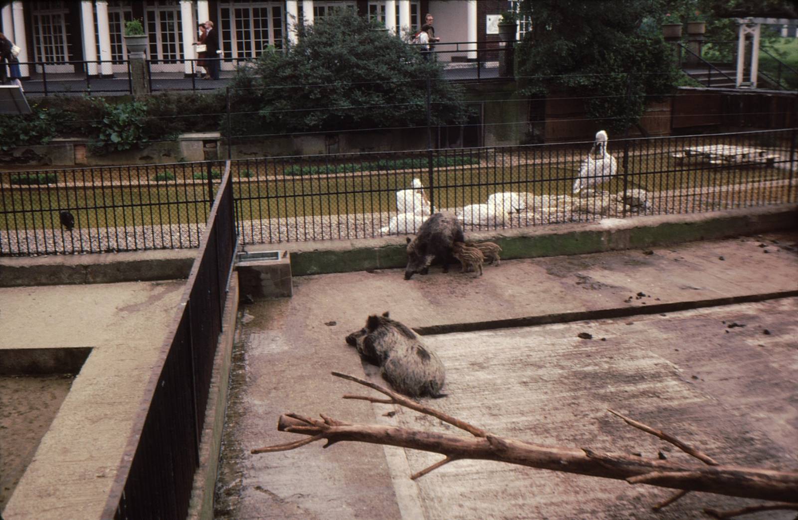 Wild Boar at London Zoo Early 1980's