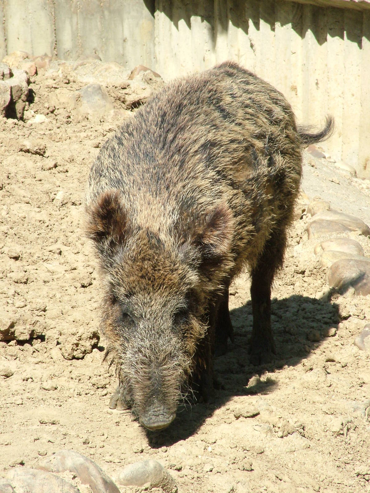Wild Boar at Madrid Zoo Aquarium, 26/05/11