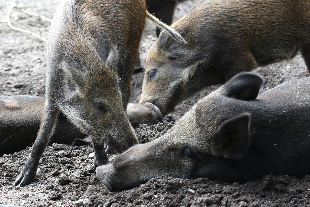 Wild Boar at Skansen 30th August 2016