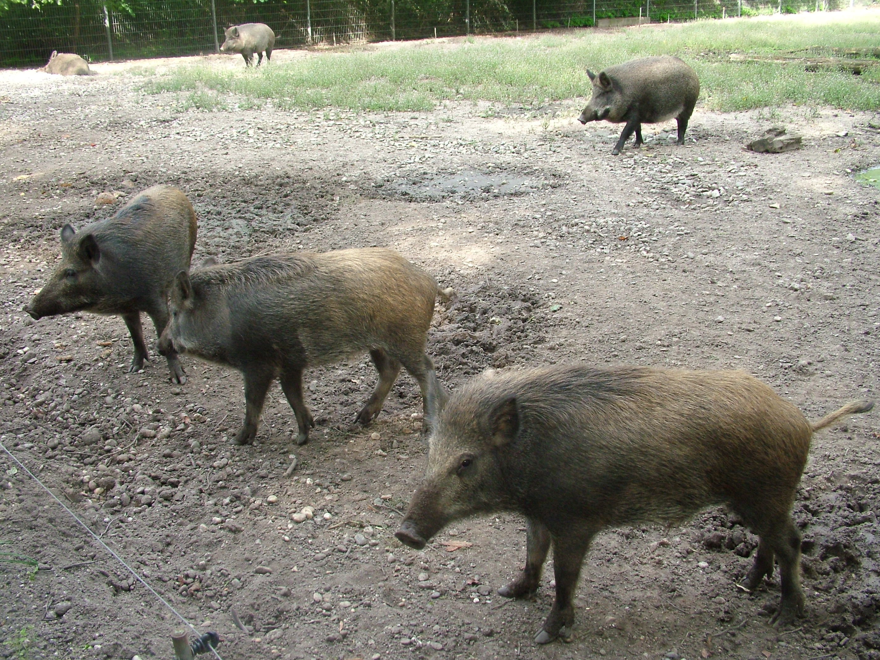 Wild Boar at Vogelpark Erlenwald, 3rd Sept 2010