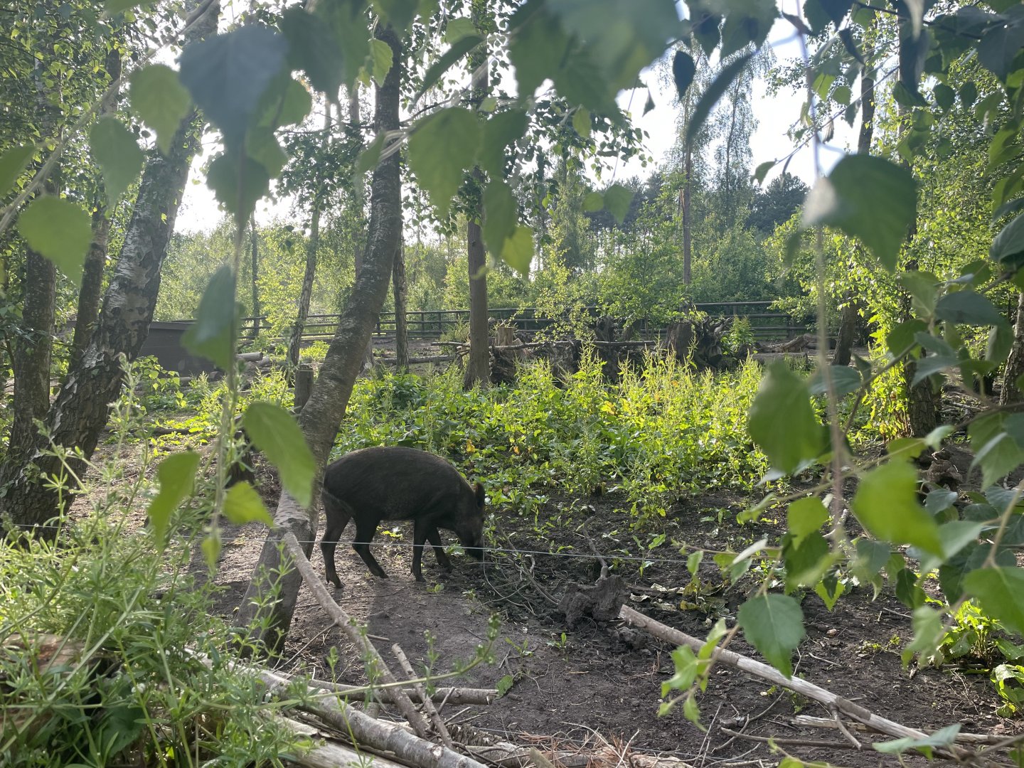 Wild Boar Enclosure (1)