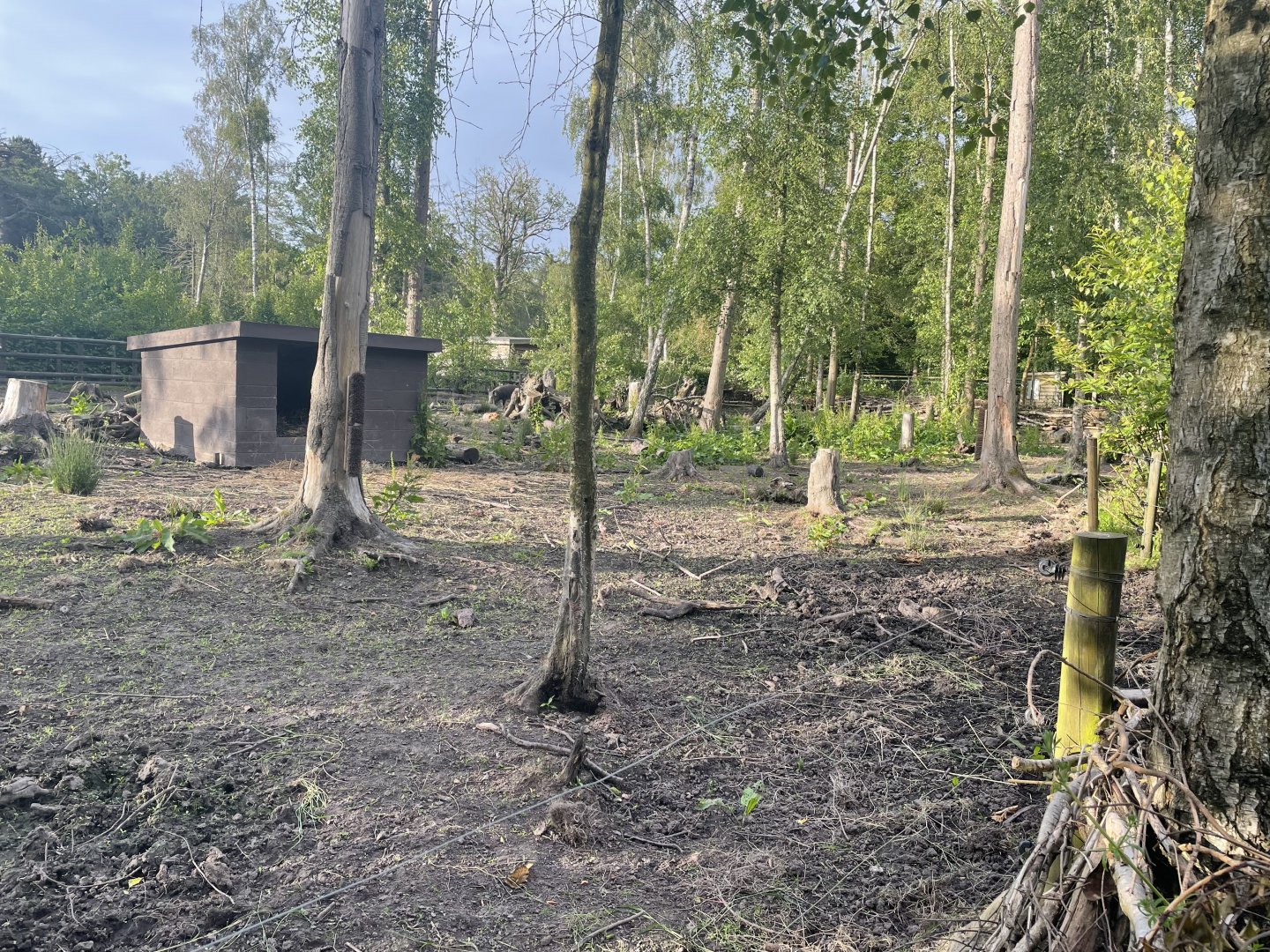 Wild Boar Enclosure (2)