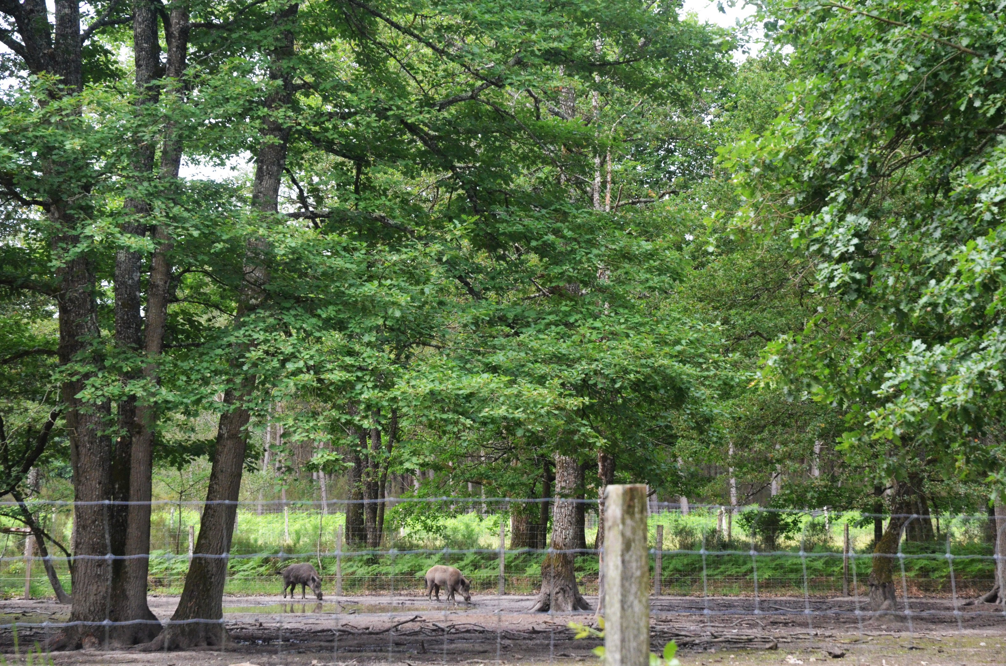 Wild Boar Enclosure at Haute-Touche, 14/06/18
