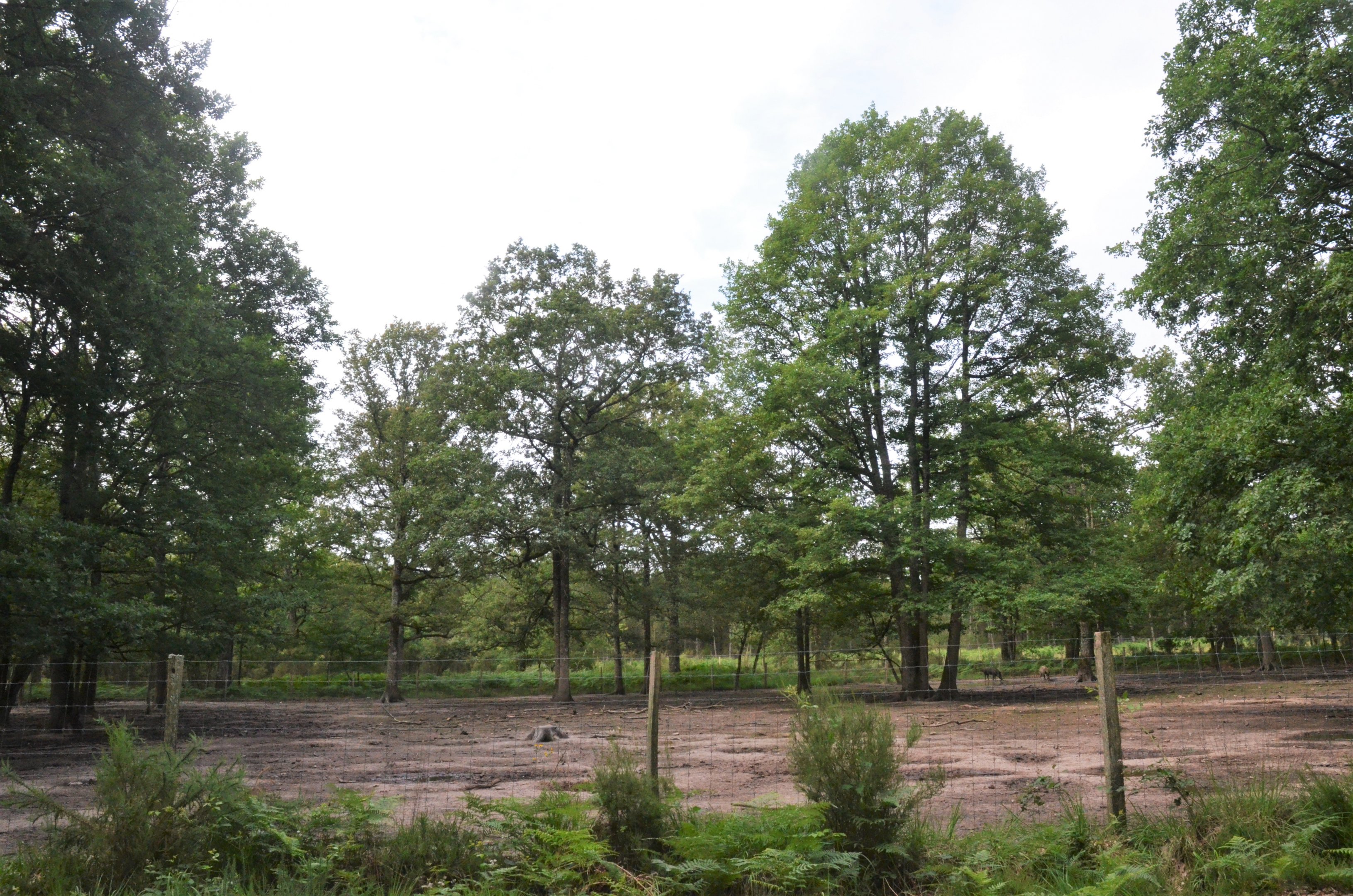 Wild Boar Enclosure at Haute-Touche, 14/06/18