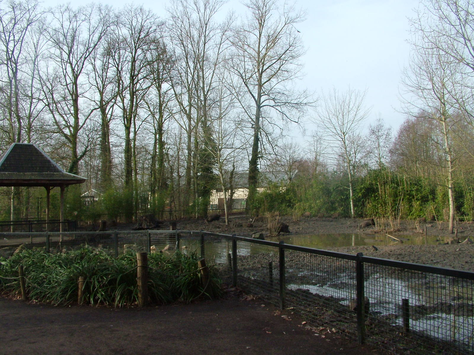 Wild Boar enclosure at Planckendael Jan 09