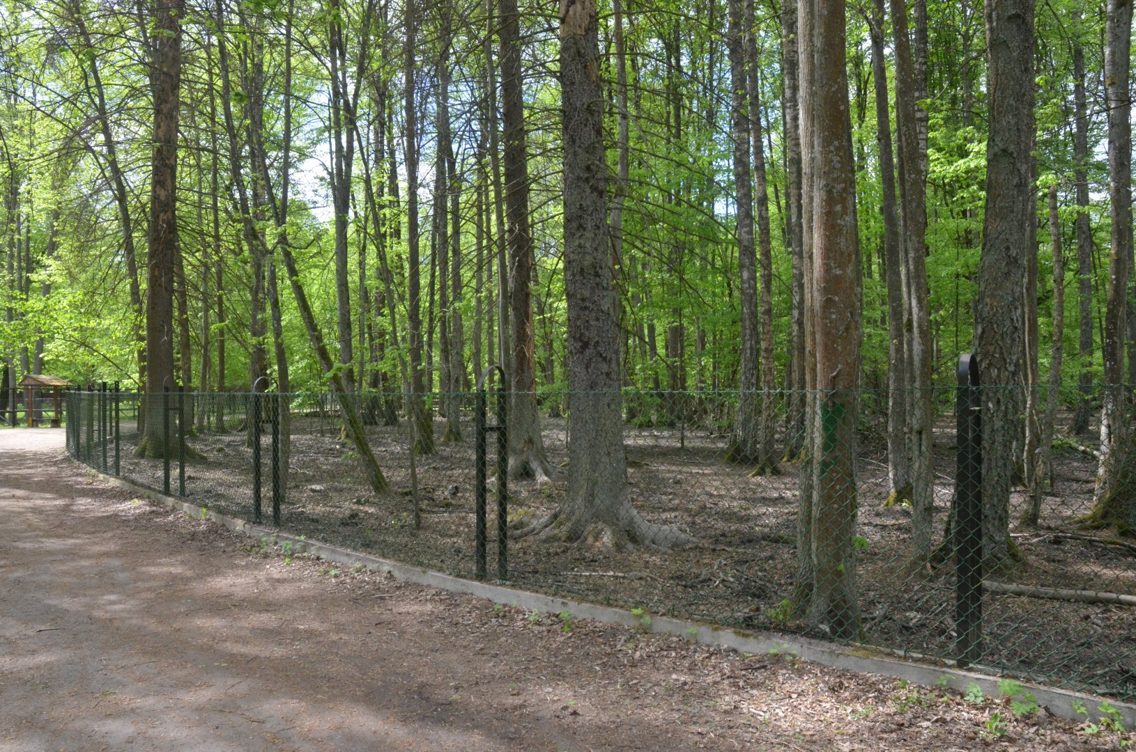 Wild Boar Enclosure at Rezerwat Pokazowy Żubrów, Białowieża 07/05/19