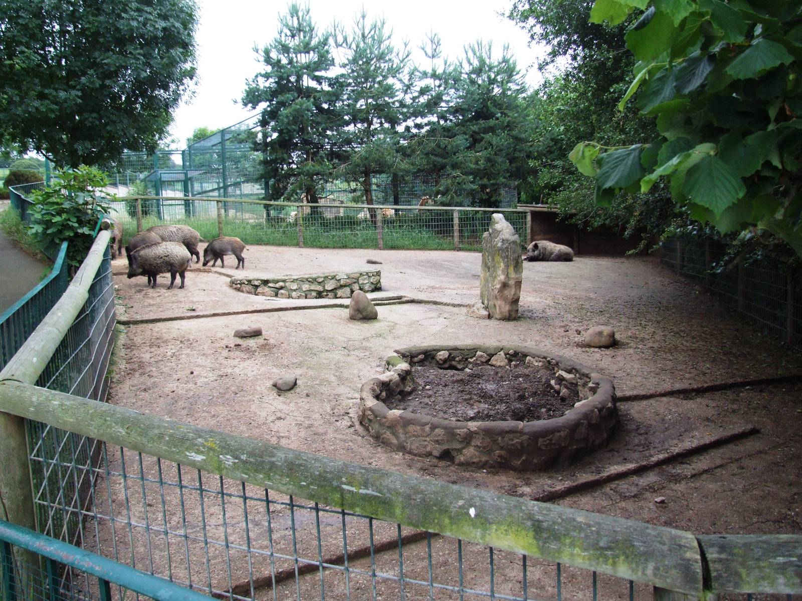 Wild Boar Enclosure at Santillana del Mar, 13/06/15