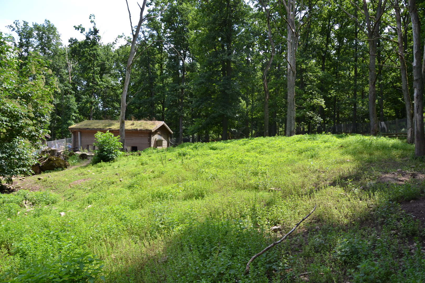 Wild boar enclosure at Skånes djurpark