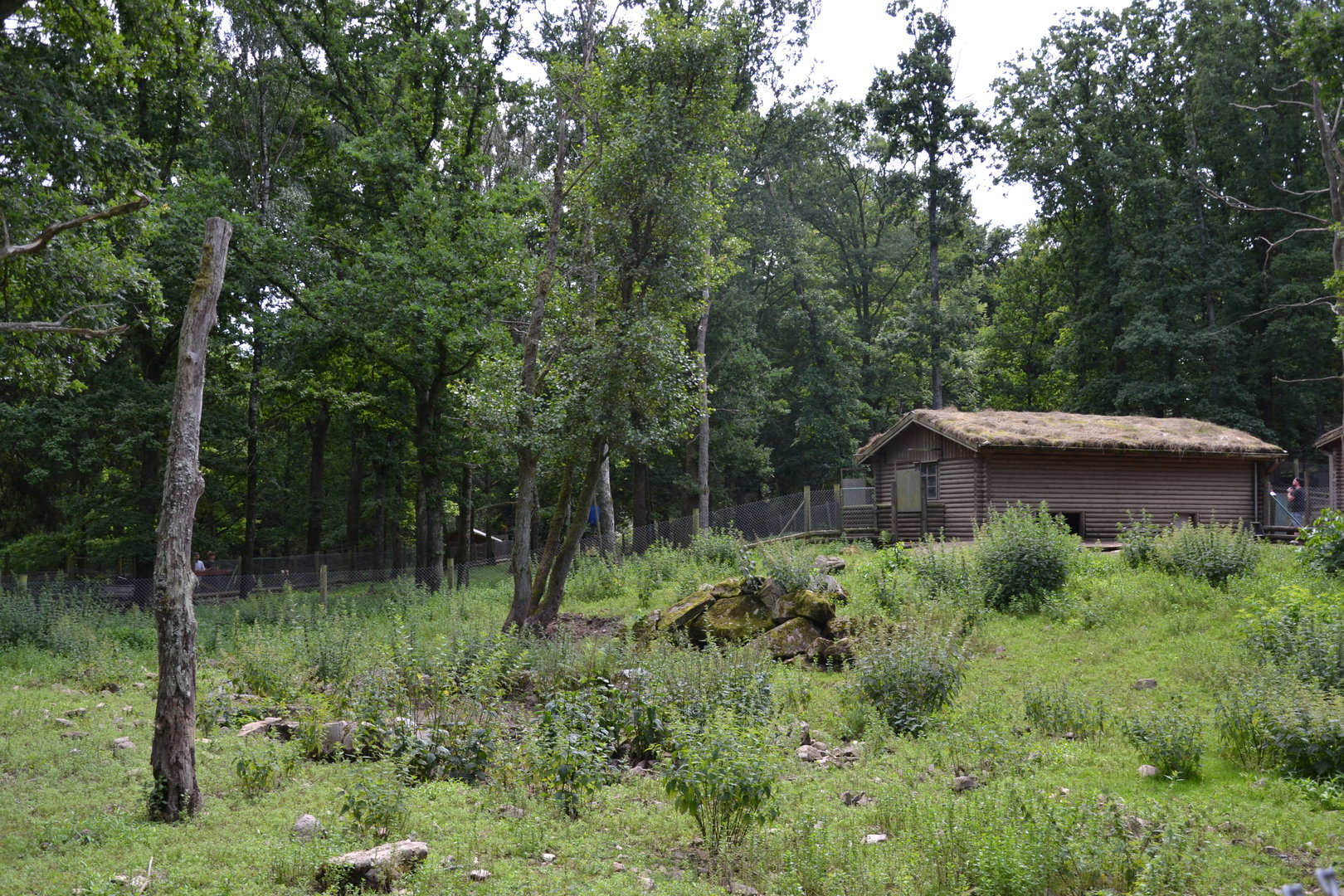Wild boar enclosure at Skånes djurpark