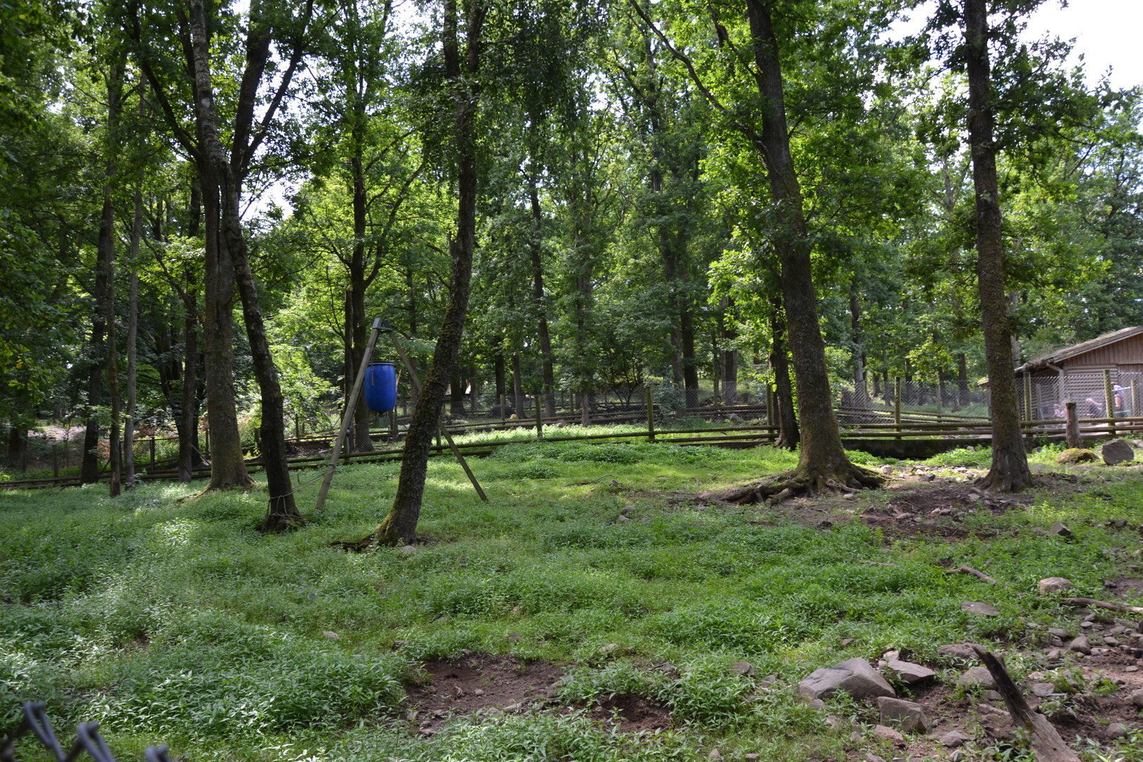 Wild boar enclosure at Skånes djurpark