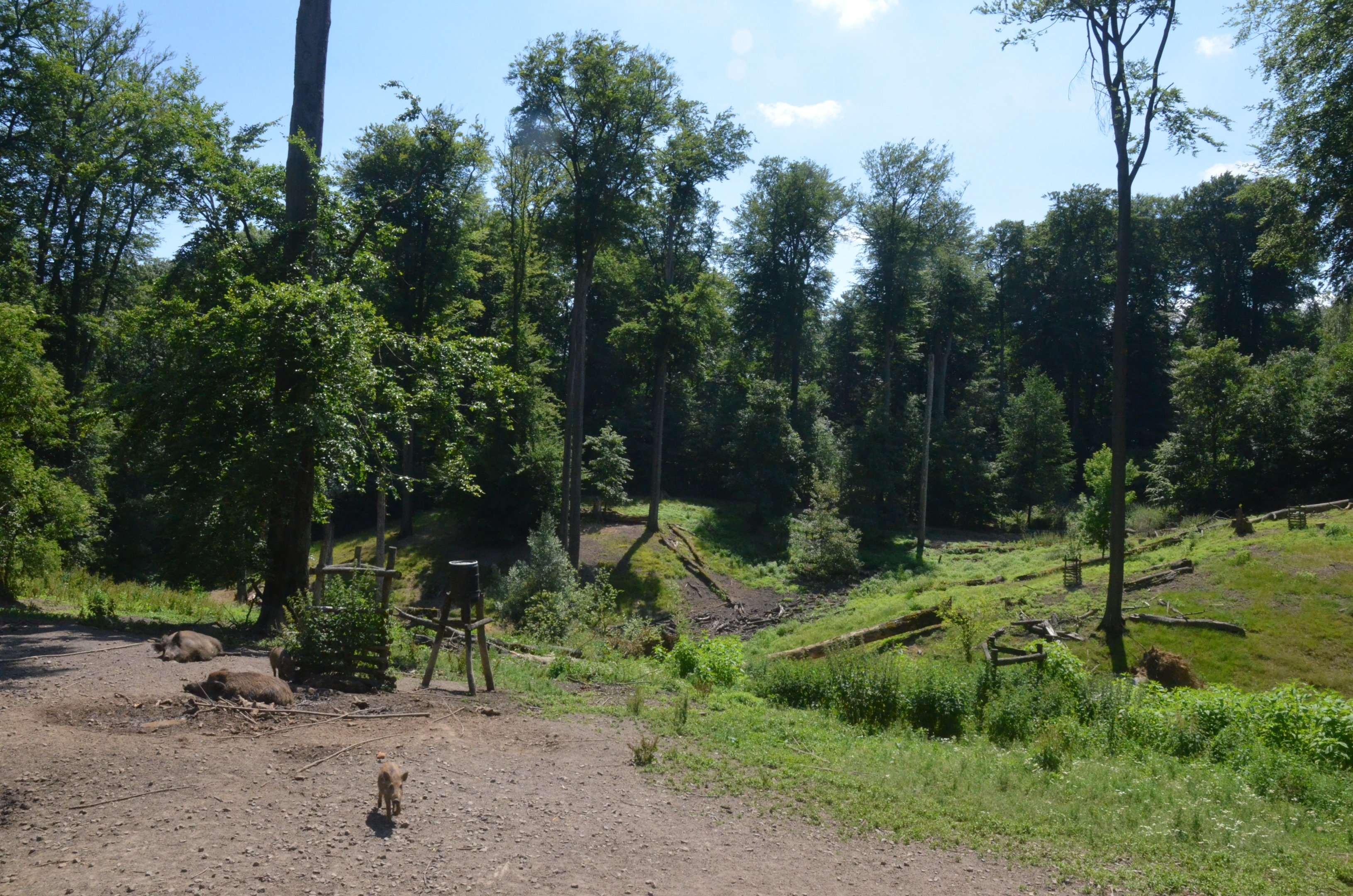 Wild Boar Enclosure at Wildpark Grafenberger Wald, 23/06/2019