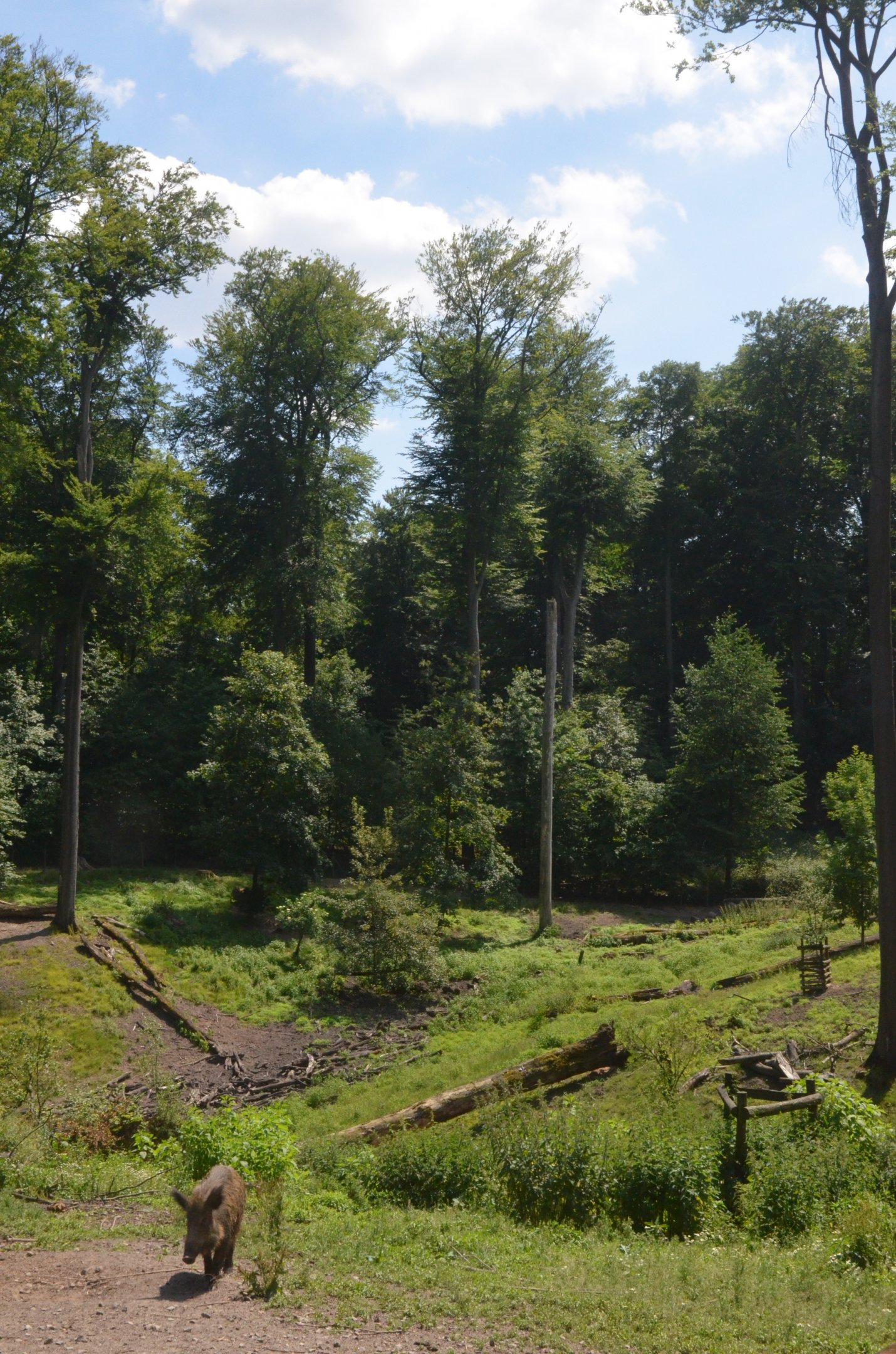 Wild Boar Enclosure at Wildpark Grafenberger Wald, 23/06/2019