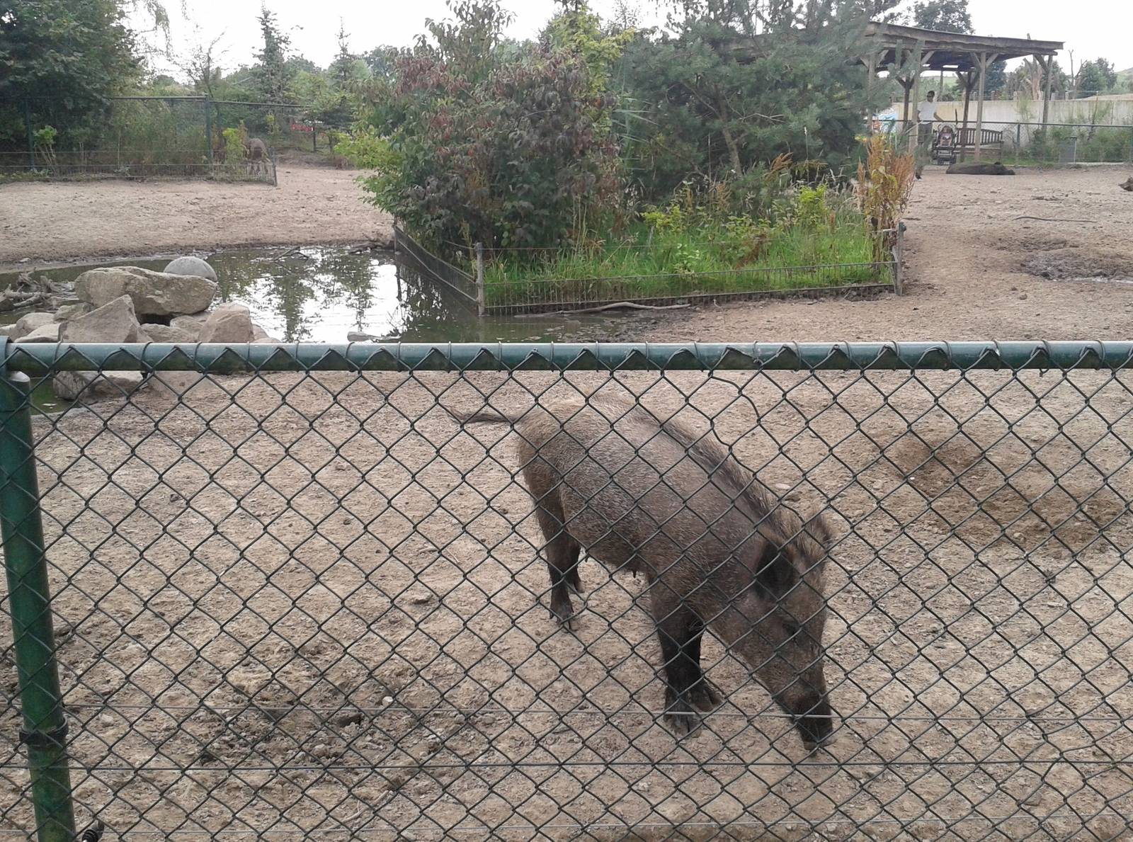 Wild boar enclosure