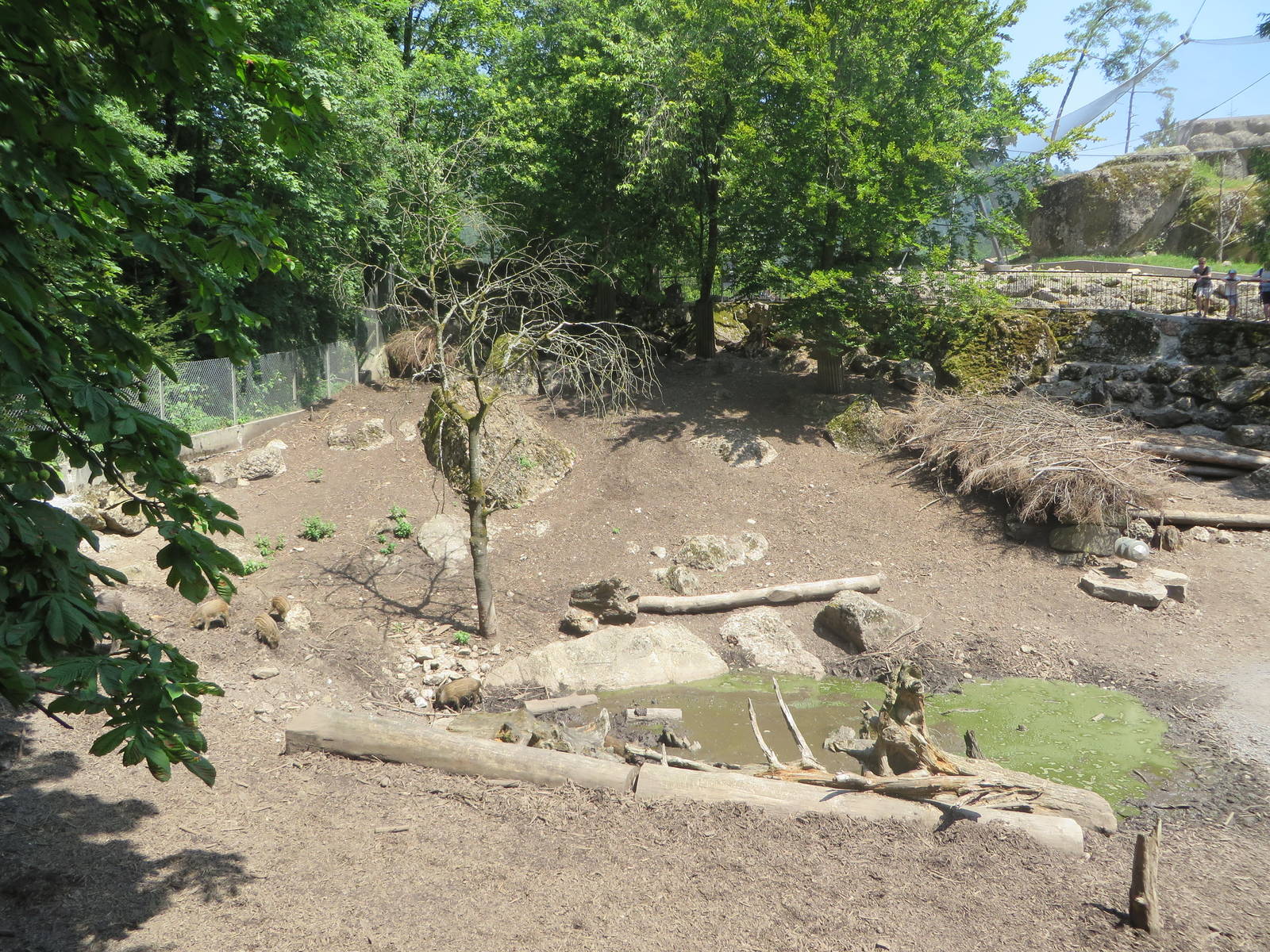 Wild boar enclosure