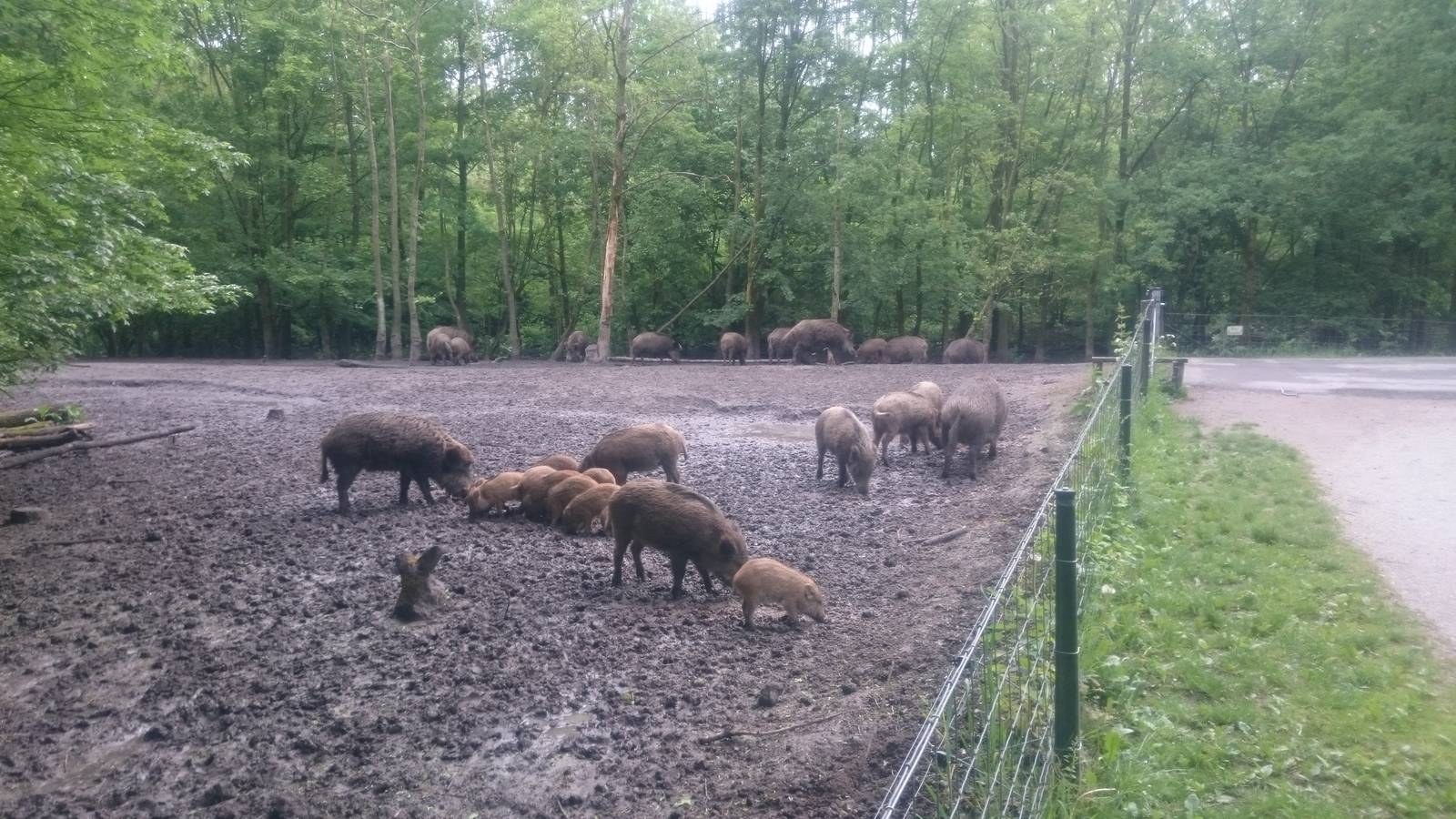 Wild boar enclosure