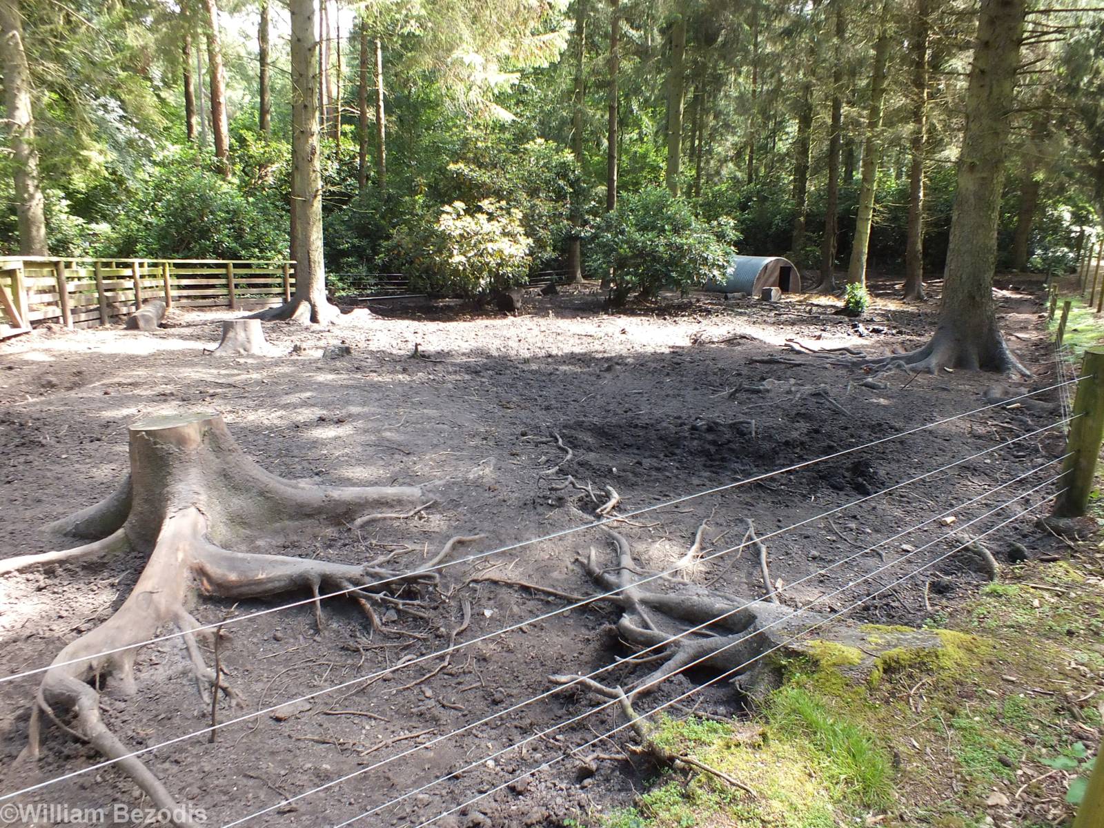 Wild Boar Enclosure