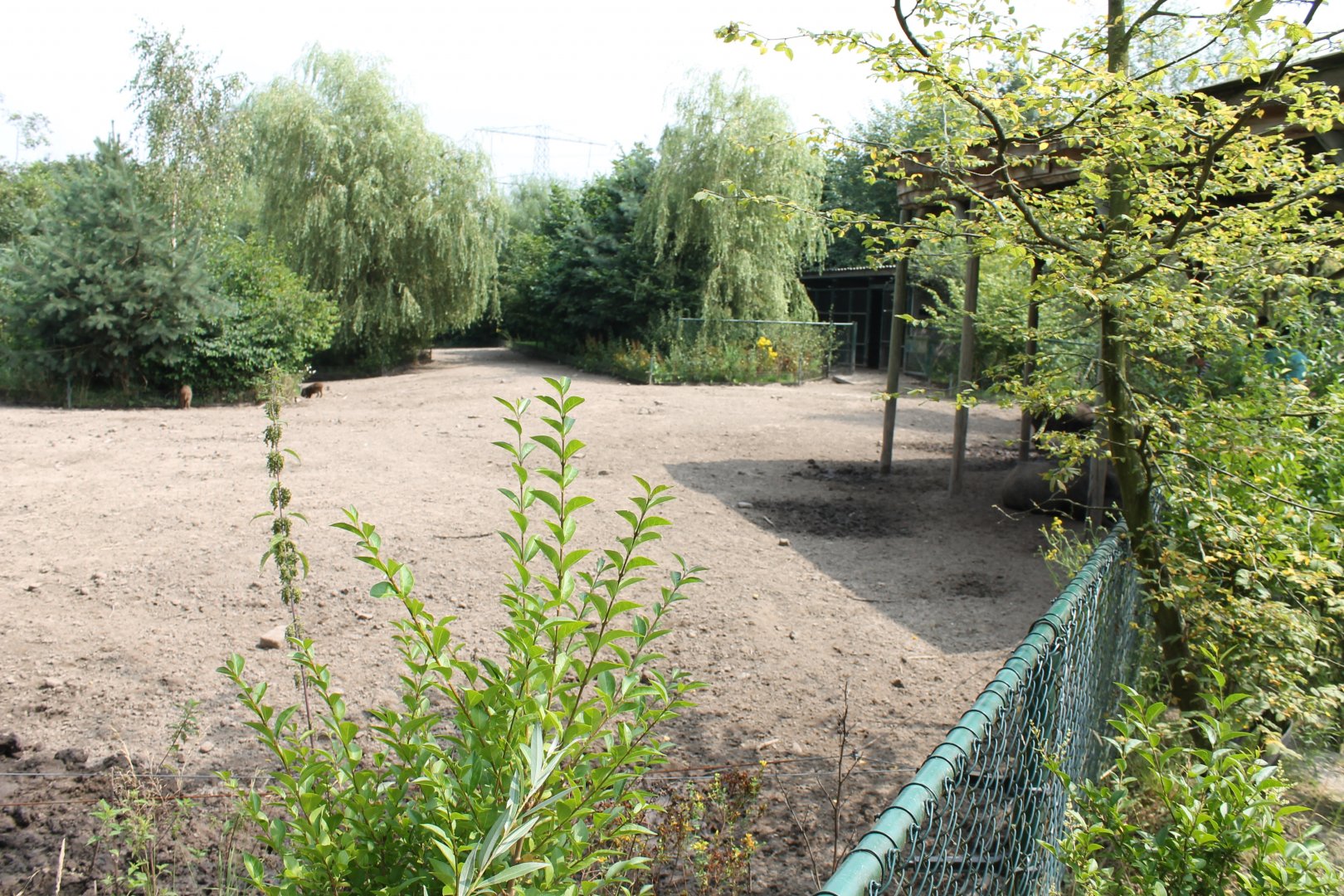 Wild Boar Enclosure