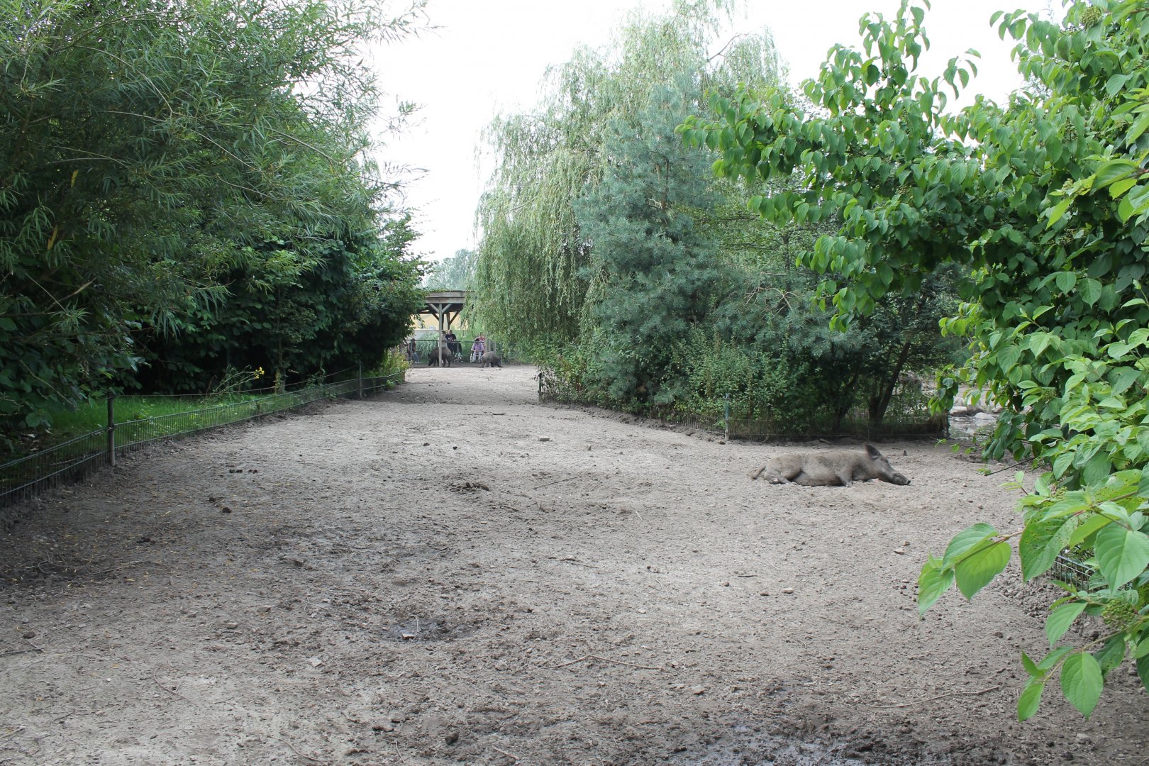 Wild boar Enclosure