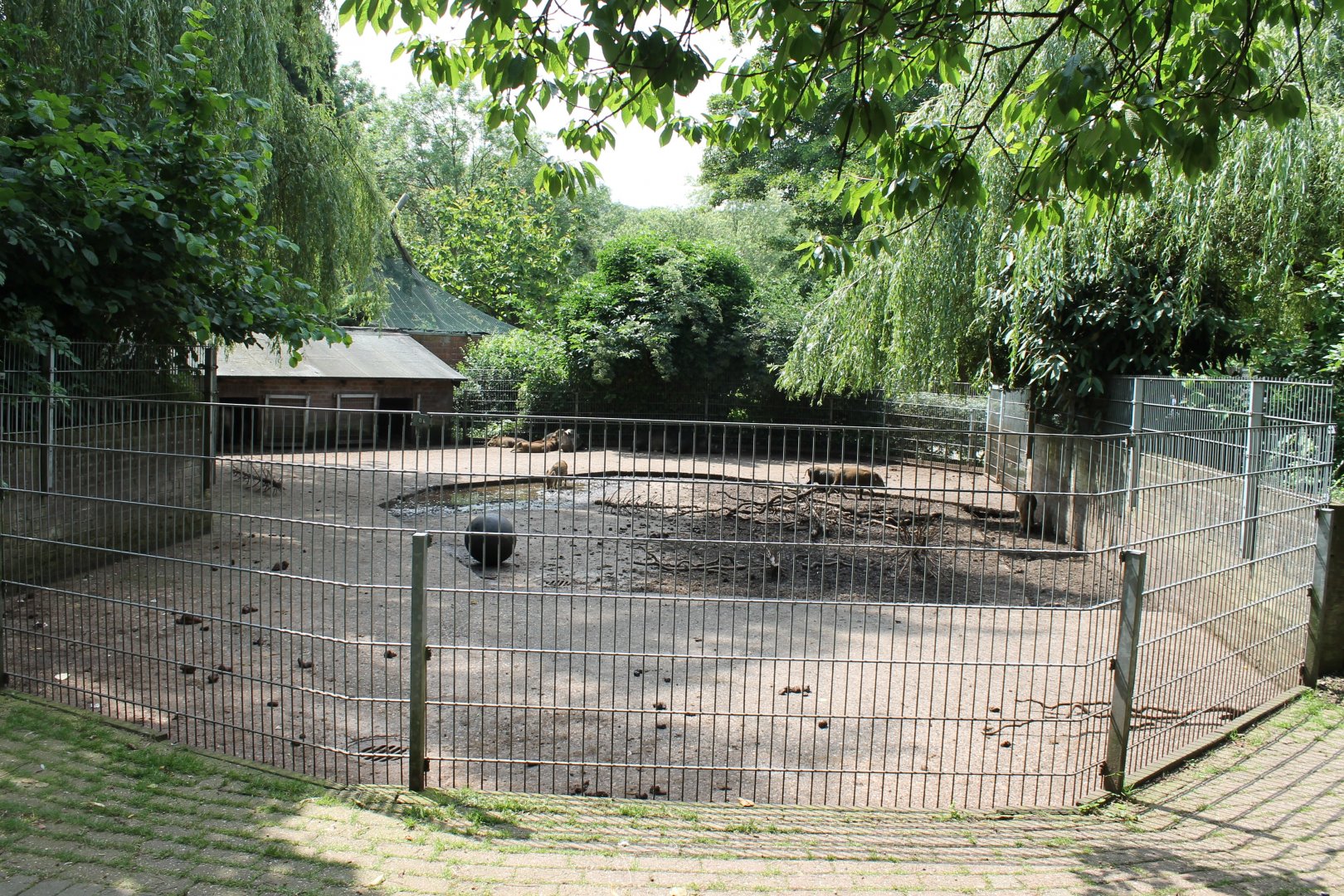 Wild boar Enclosure