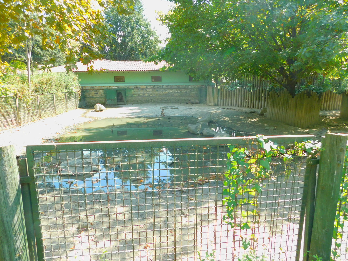 Wild Boar Enclosure