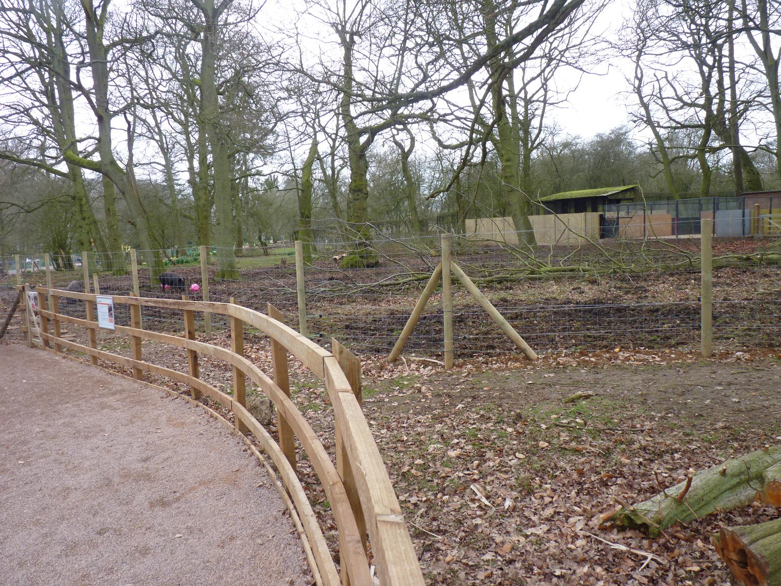 Wild Boar Enclosure