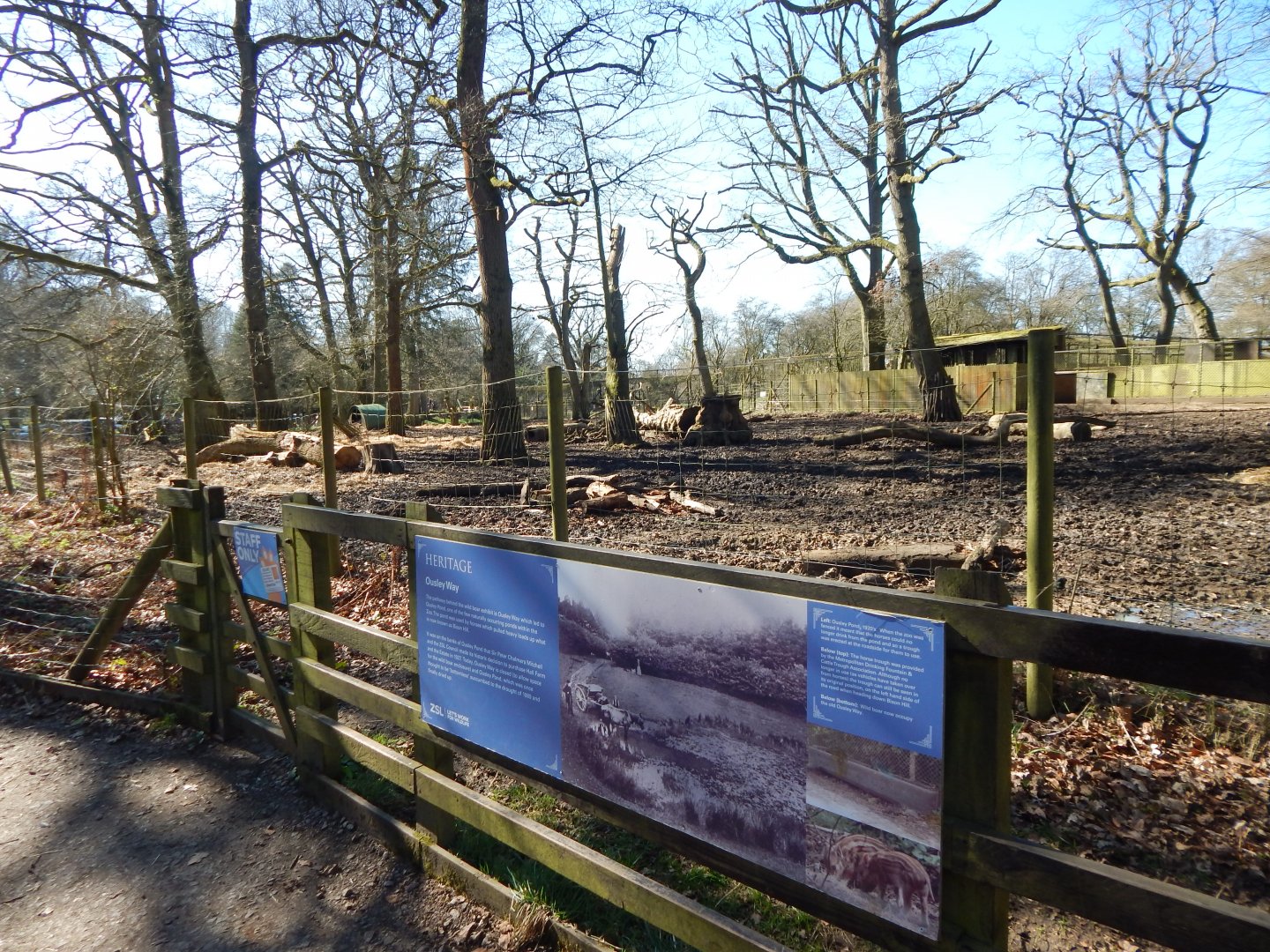 Wild boar exhibit 190322