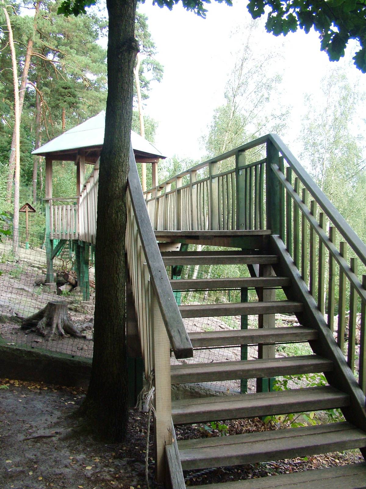 Wild Boar Exhibit at Decin, 28/08/12