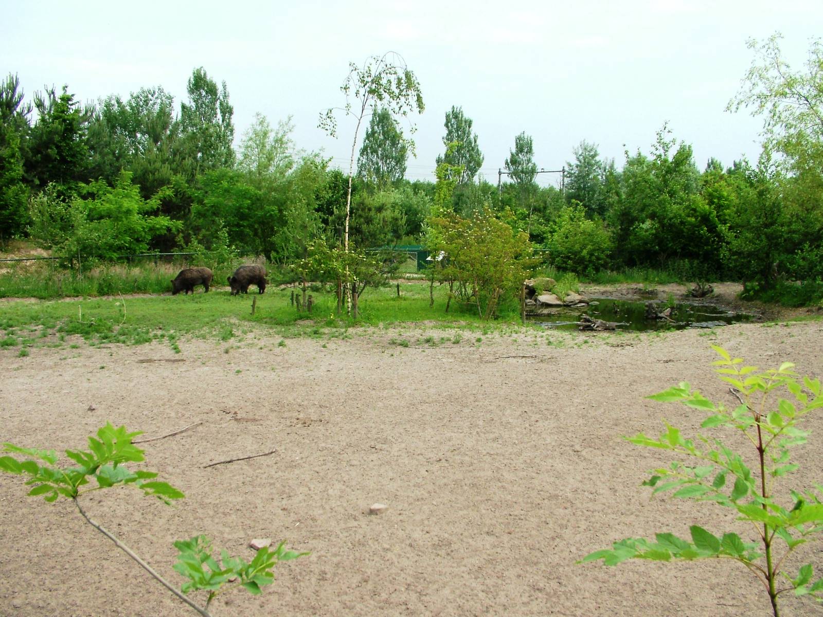 Wild Boar Exhibit at Dierenrijk, 31/05/12
