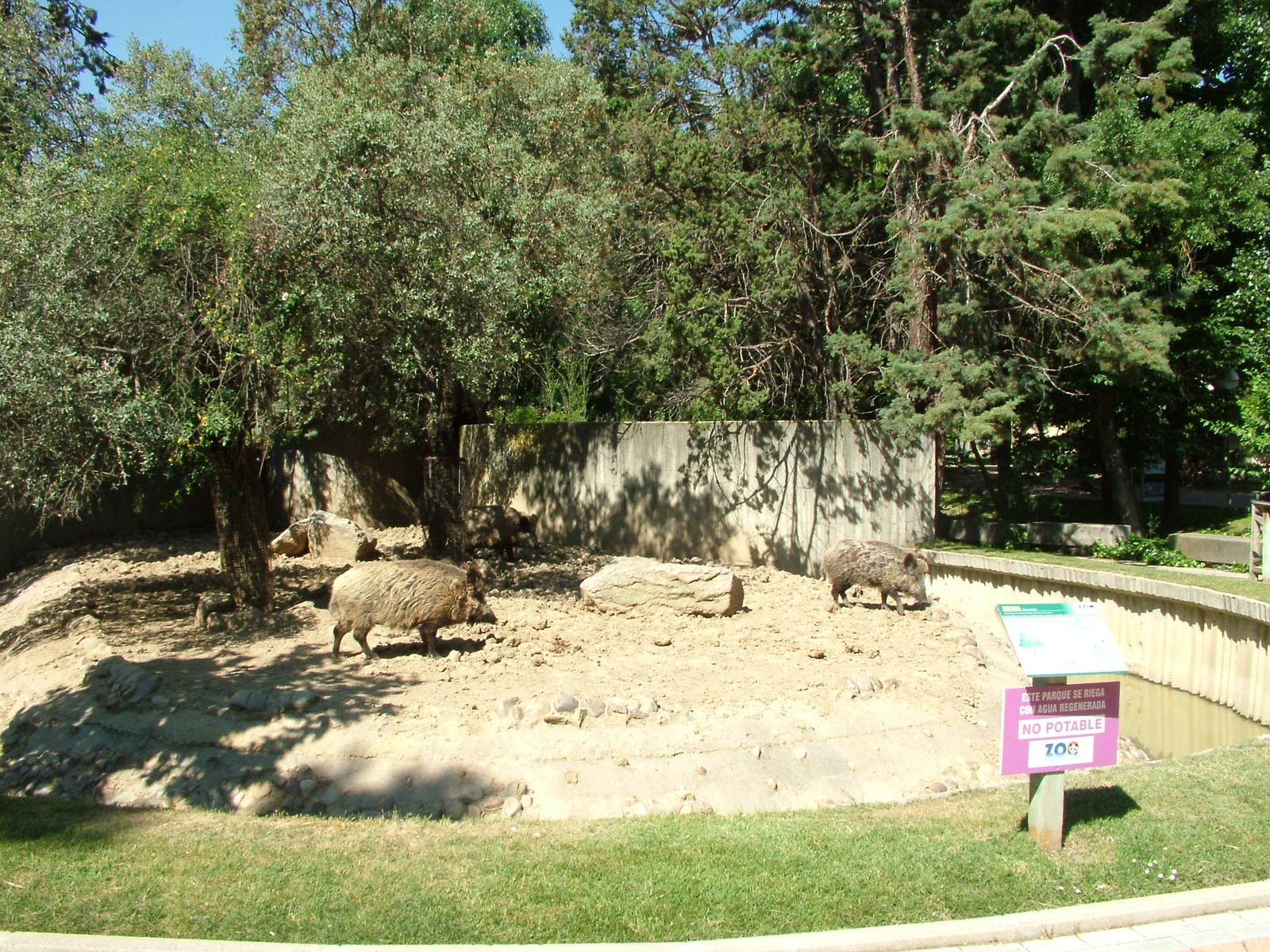 Wild Boar Exhibit at Madrid Zoo Aquarium, 26/05/11