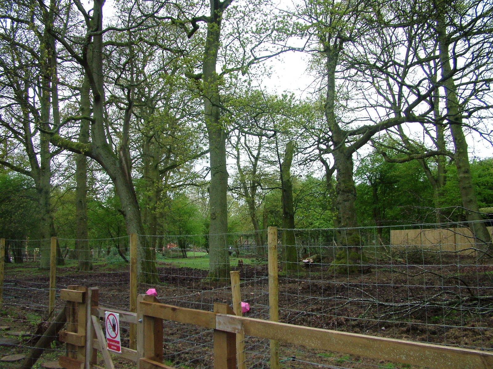 Wild Boar exhibit at Whipsnade 08/05/10
