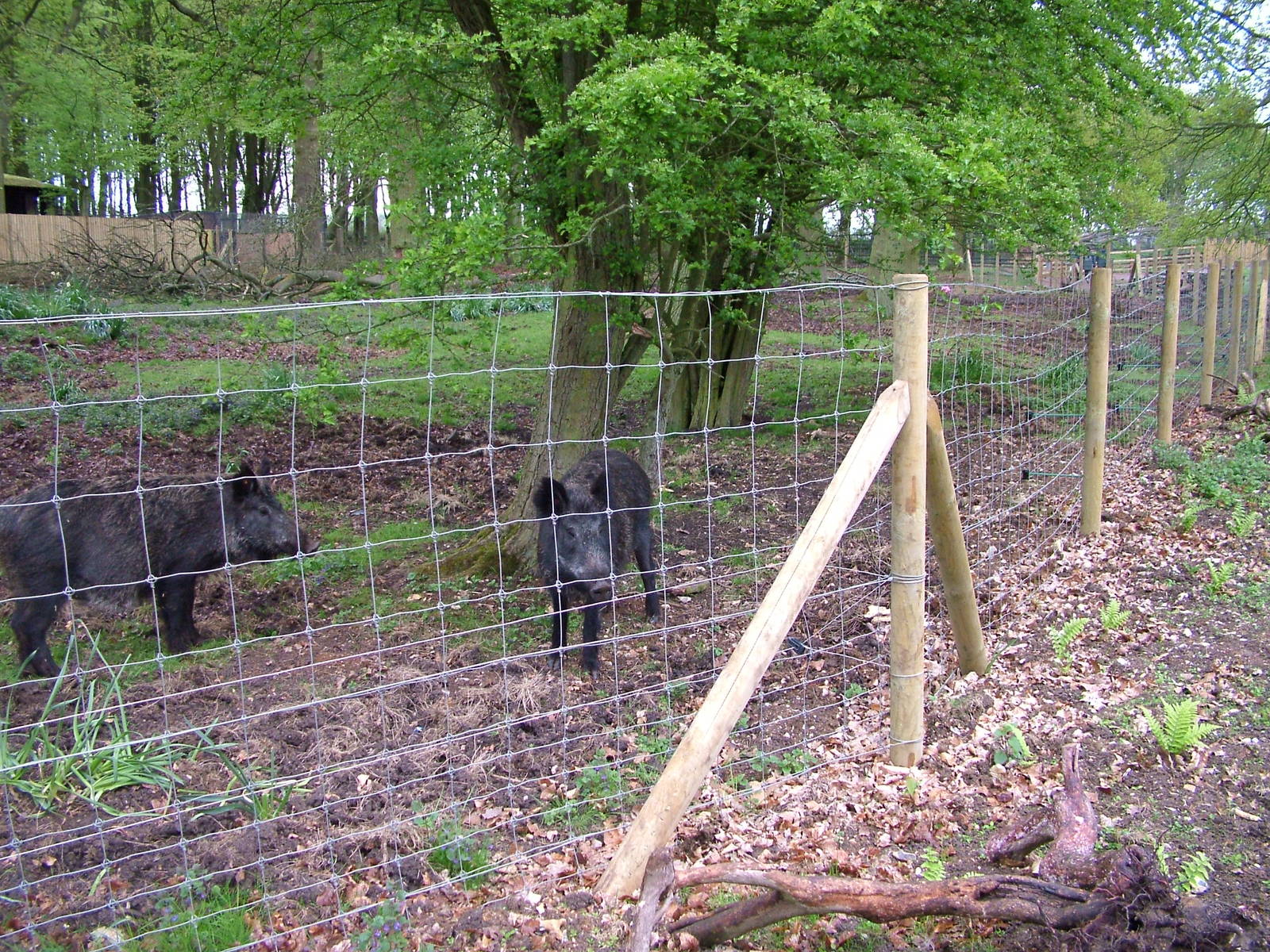 Wild Boar exhibit at Whipsnade 08/05/10