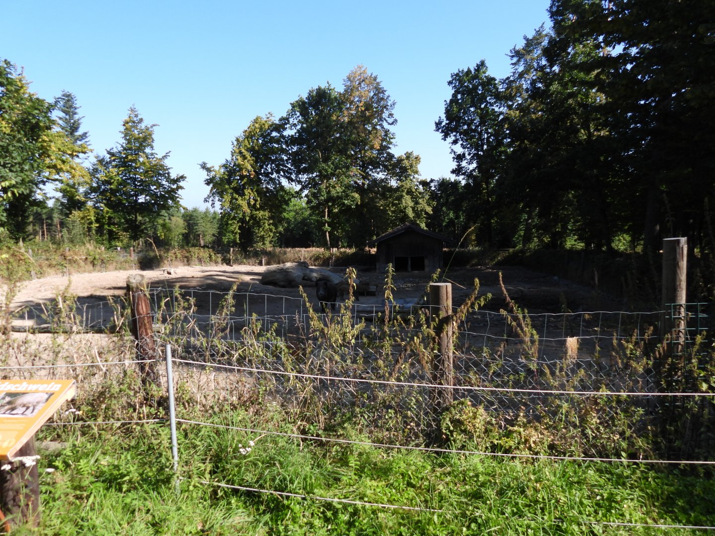 Wild boar exhibit - Naturpark Geras