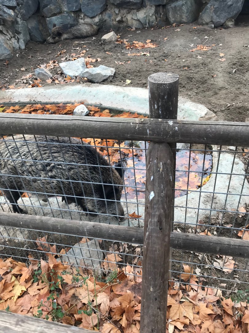 Wild boar exhibit (pic 2)