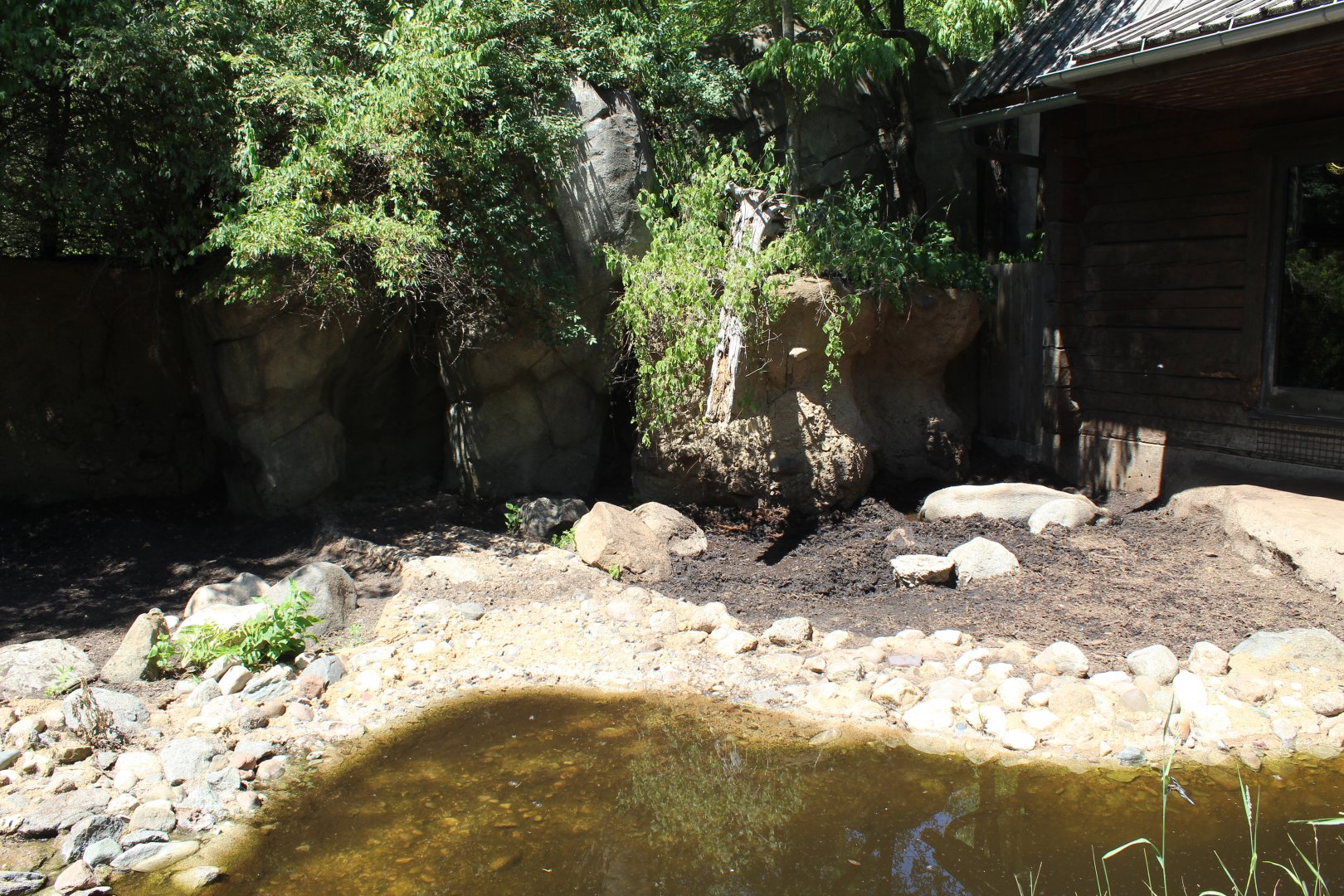 Wild Boar Exhibit - Russia's Grizzly Coast