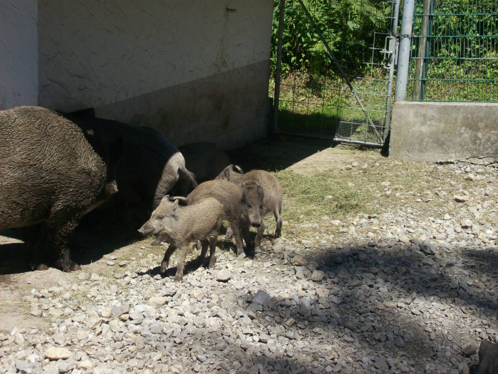 wild boar family