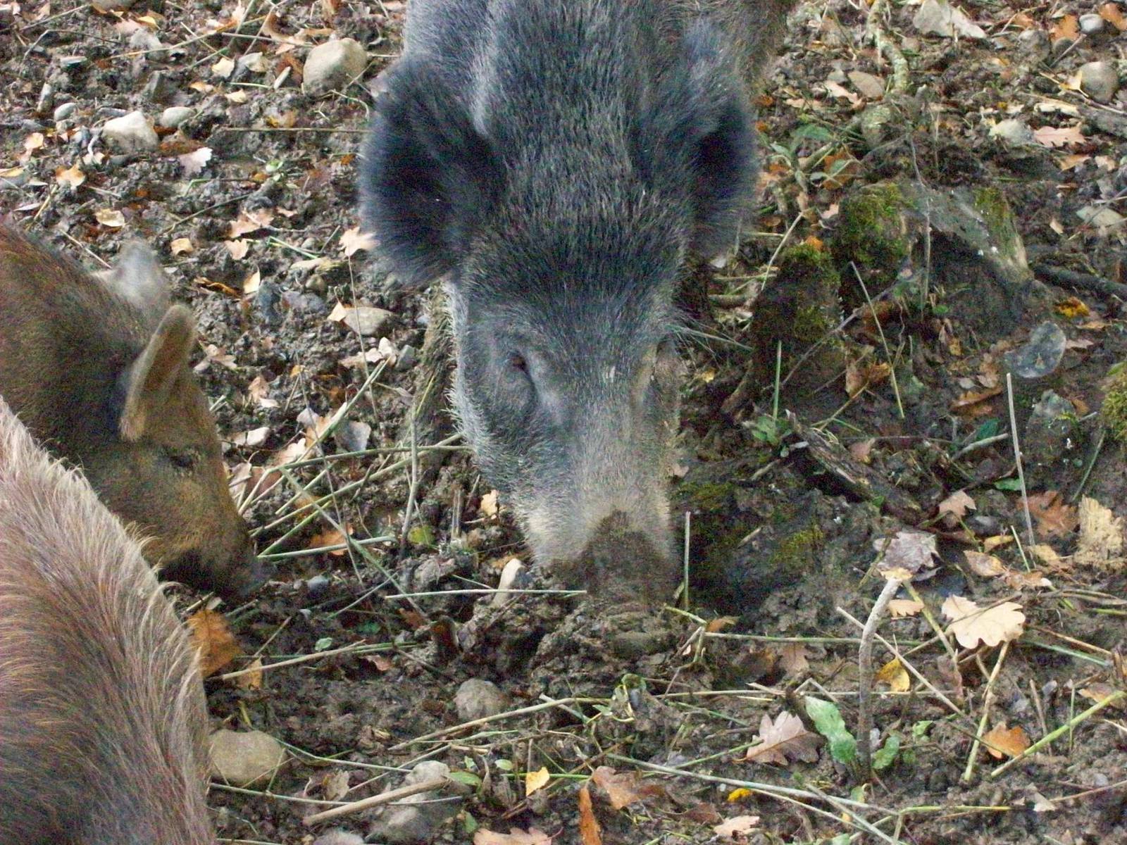 wild boar family