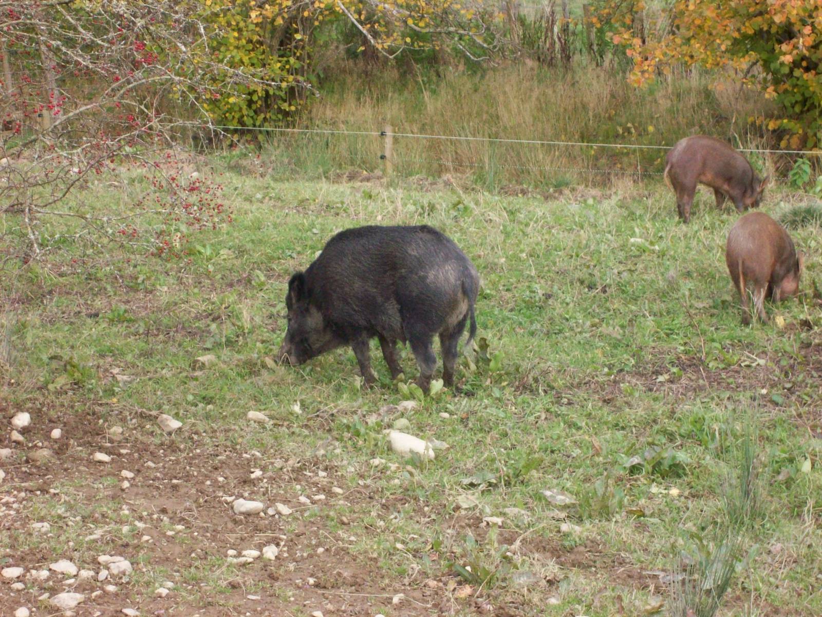 wild boar family