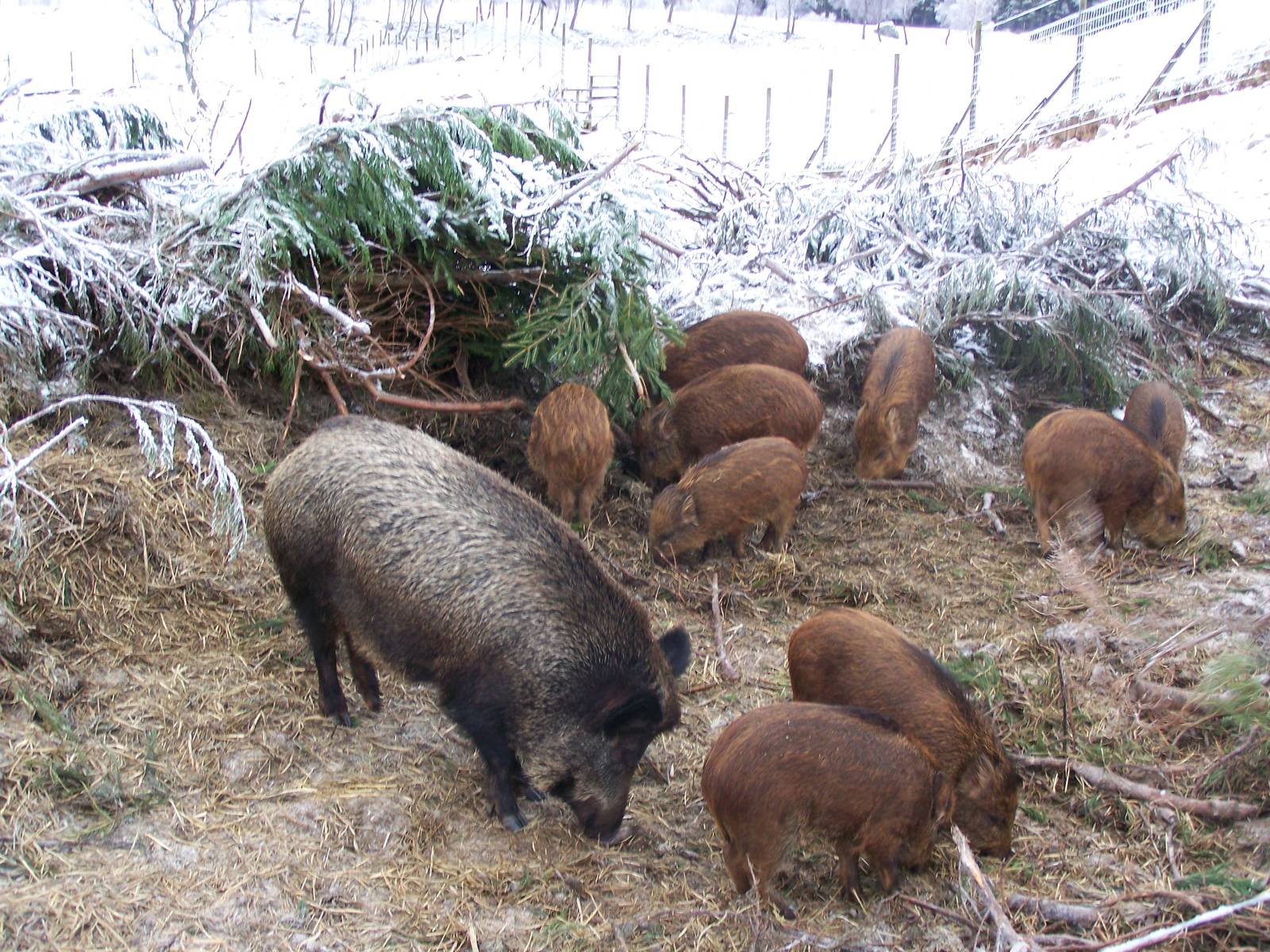Wild Boar Family